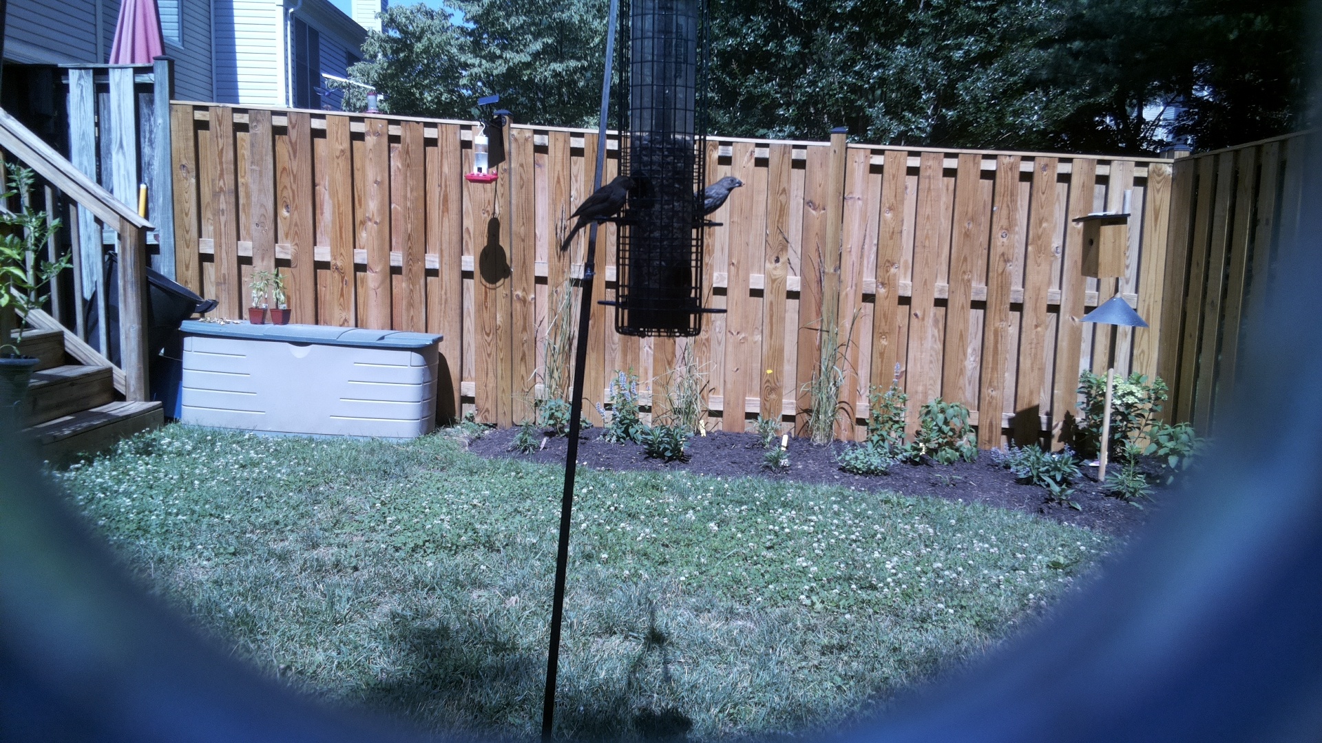 Brown-headed Cowbird