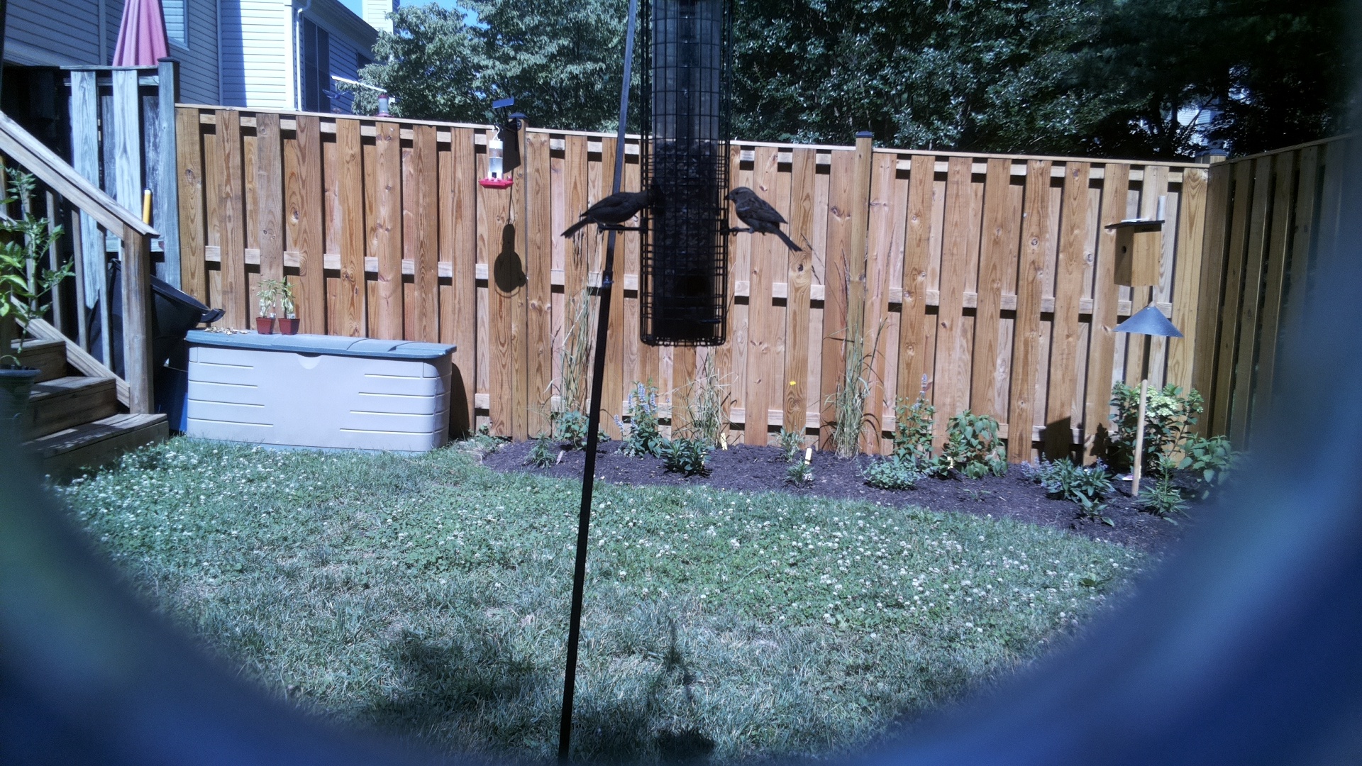 Likely Blackbird/Grackle