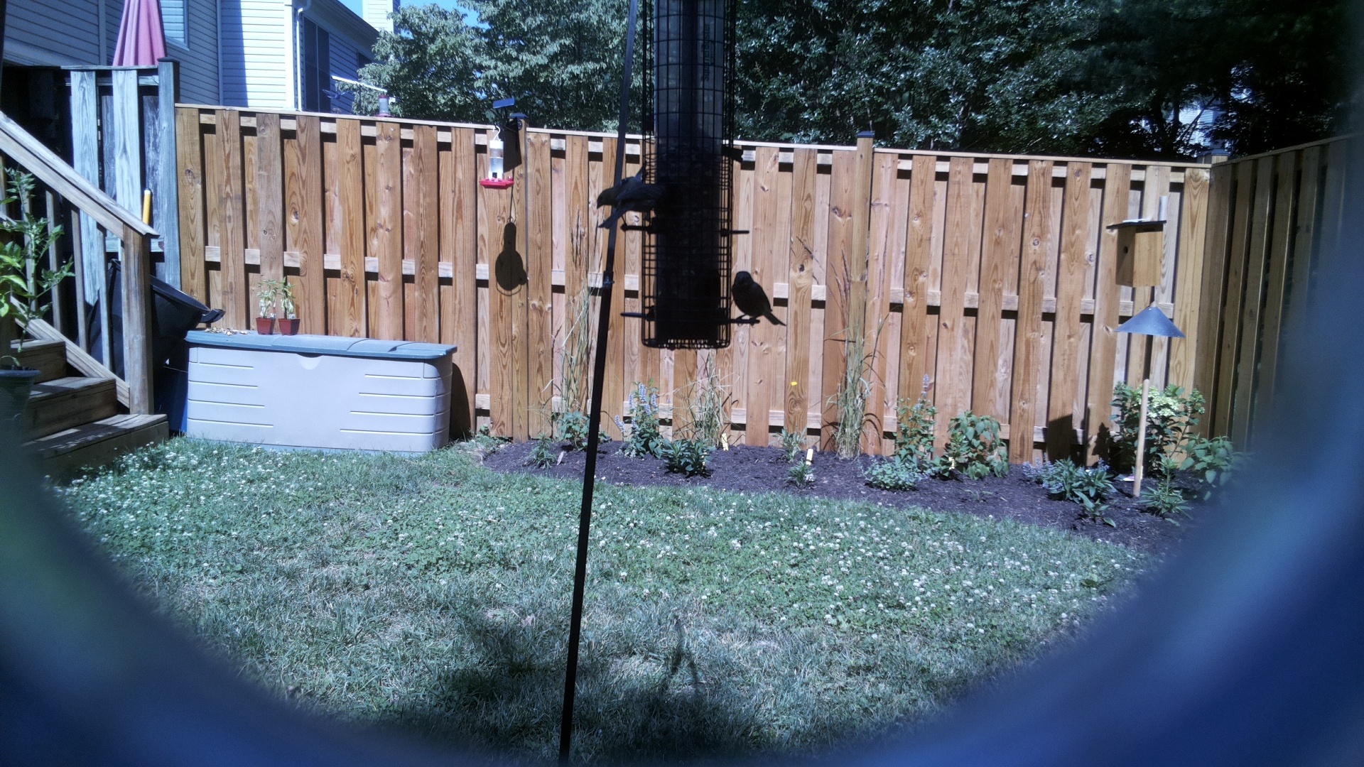 Likely Blackbird/Grackle