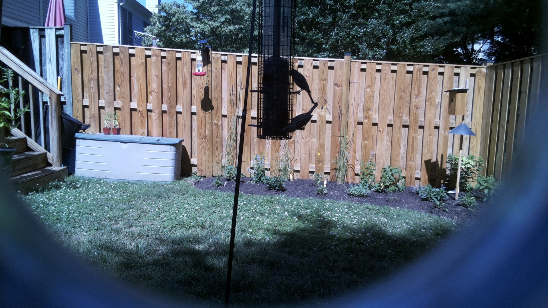 Likely Blackbird/Grackle