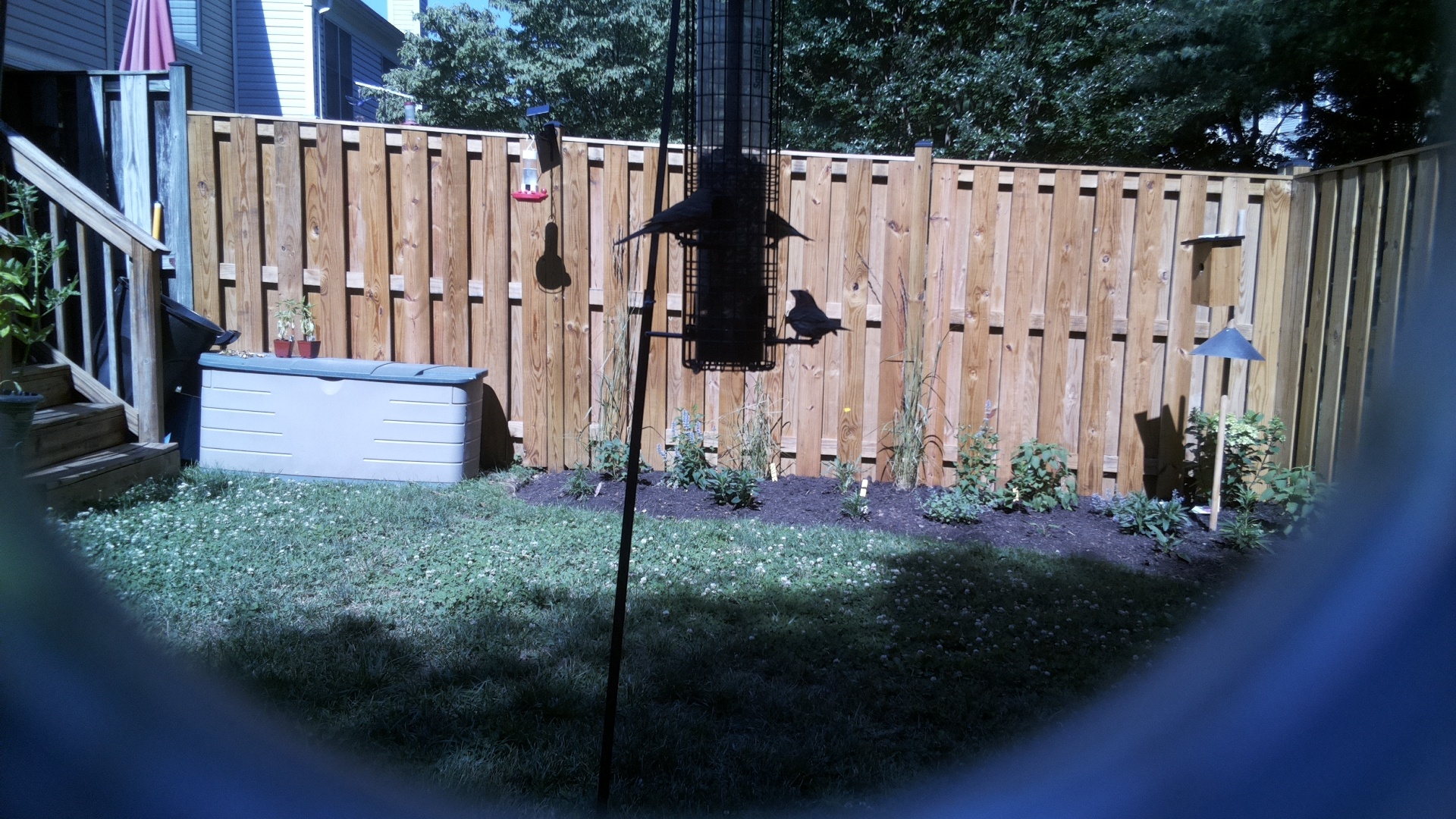 Likely Blackbird/Grackle
