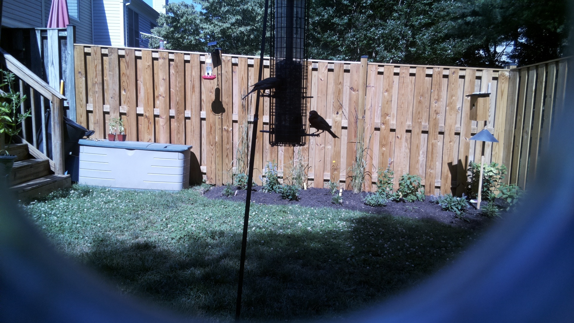 Brown-headed Cowbird