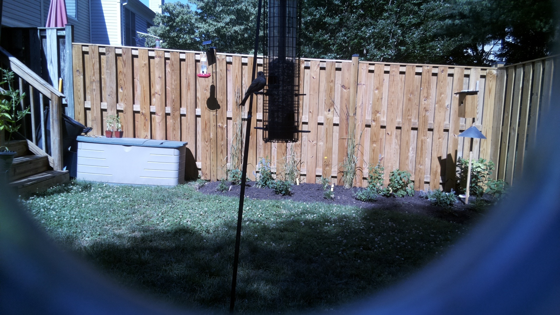 Likely Blackbird/Grackle