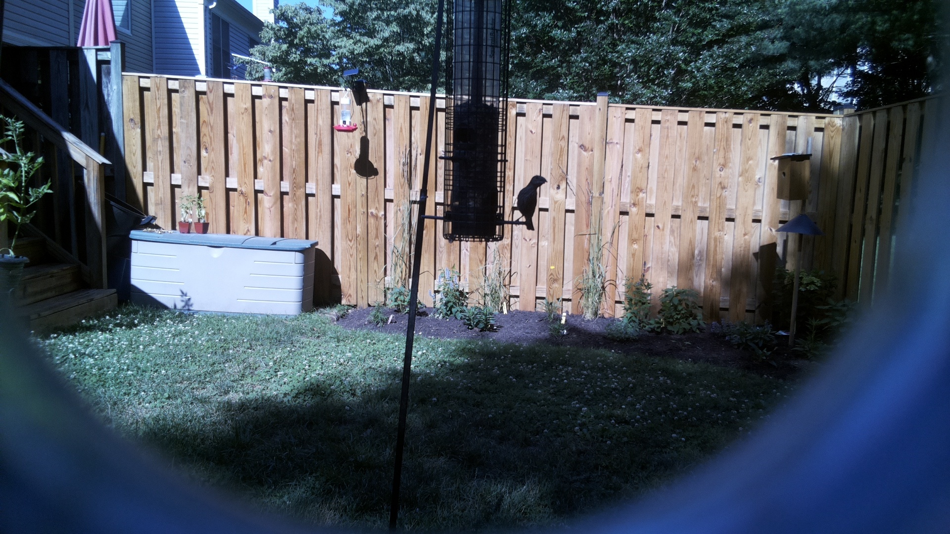 Likely Blackbird/Grackle