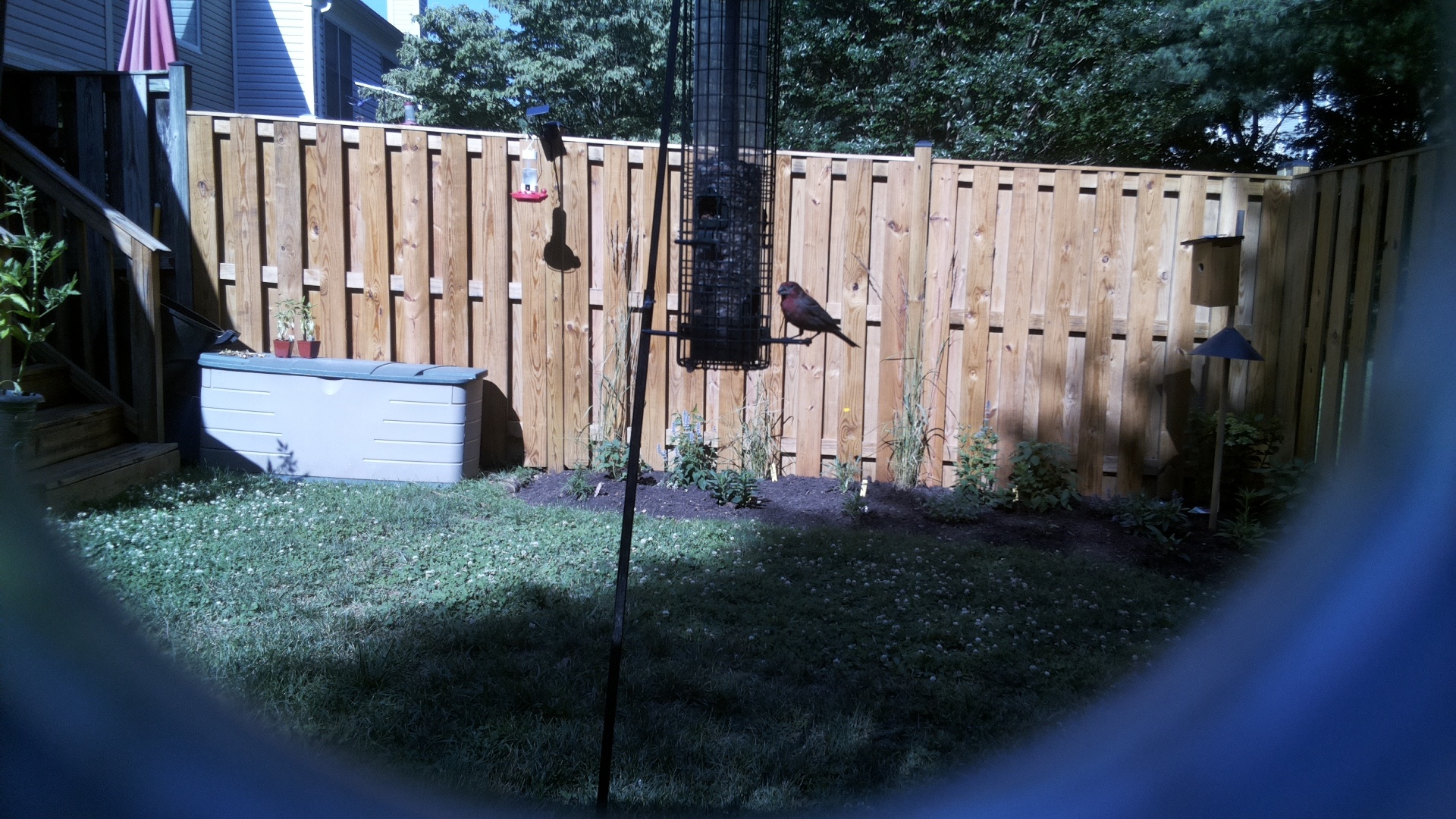 Purple Finch