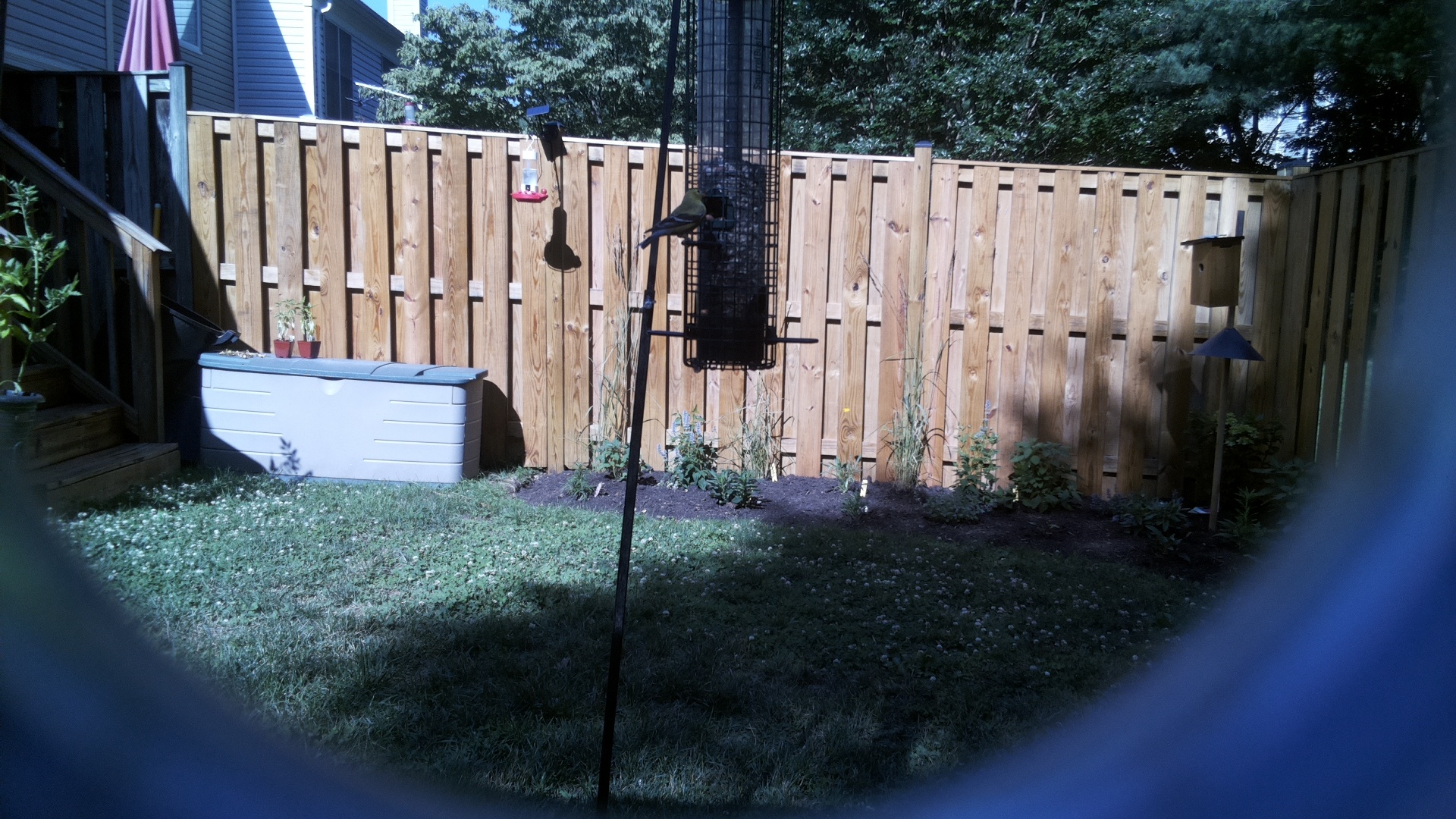 Brown-headed Cowbird