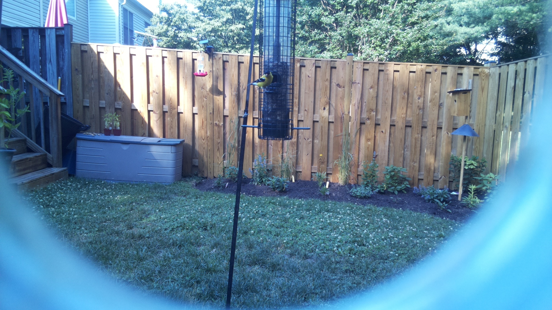 American Goldfinch