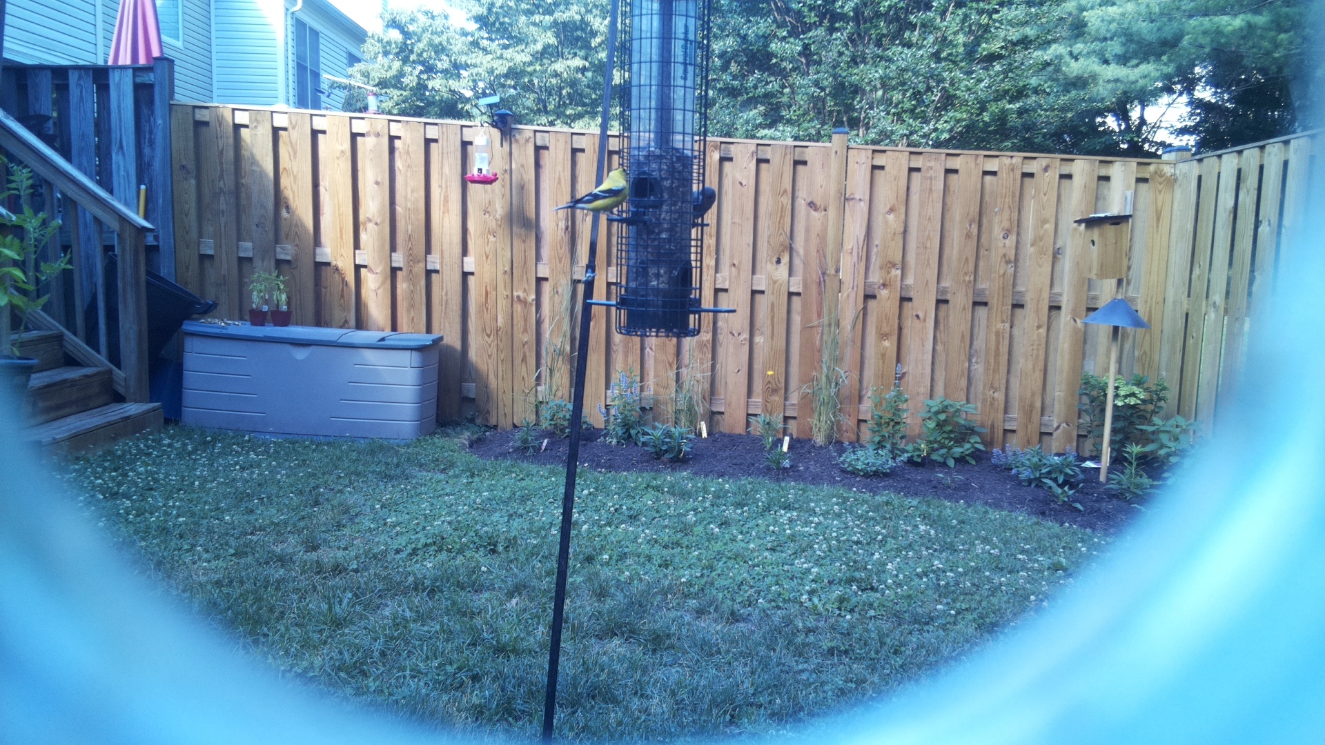 American Goldfinch