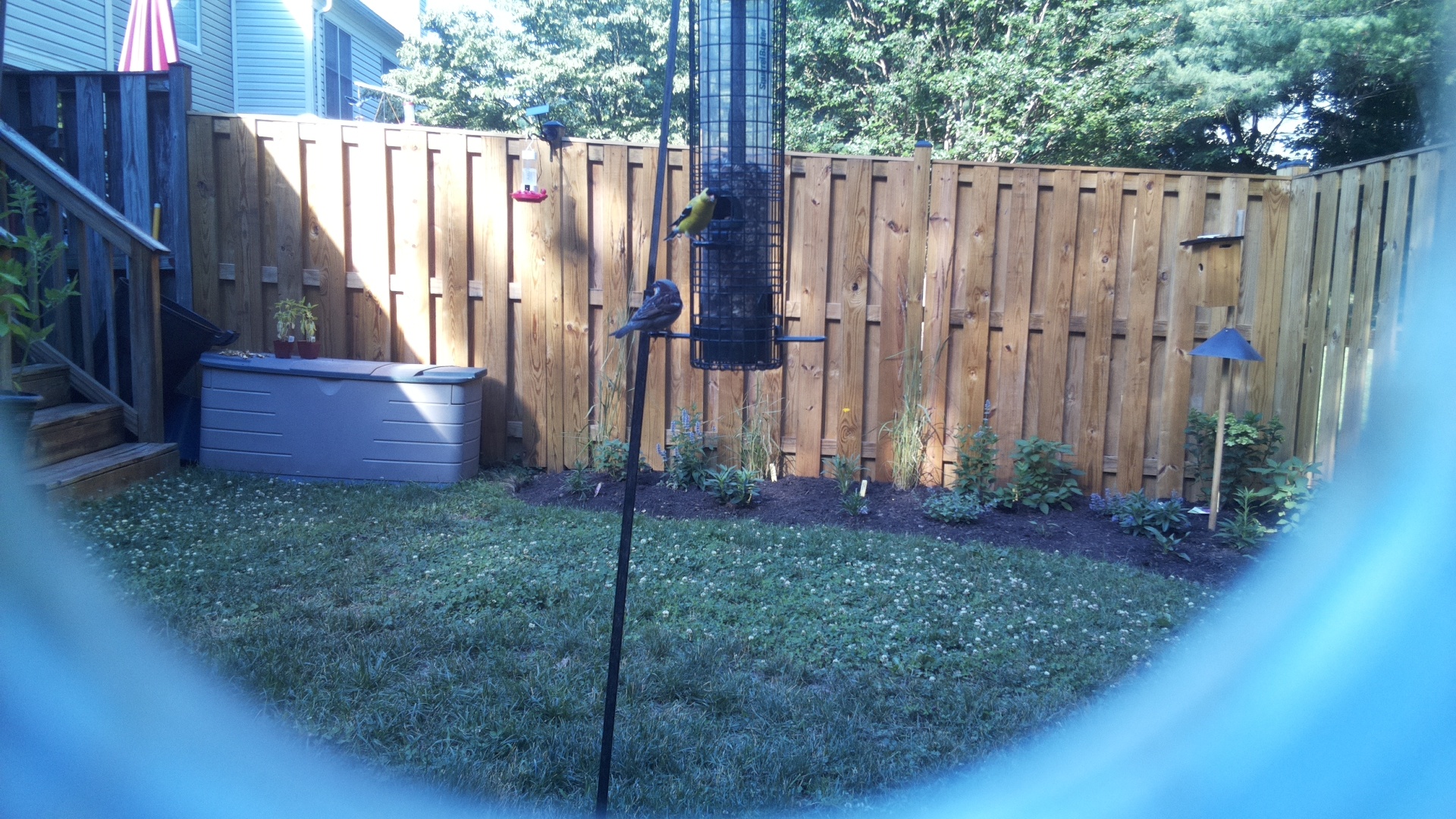 Unknown Bird