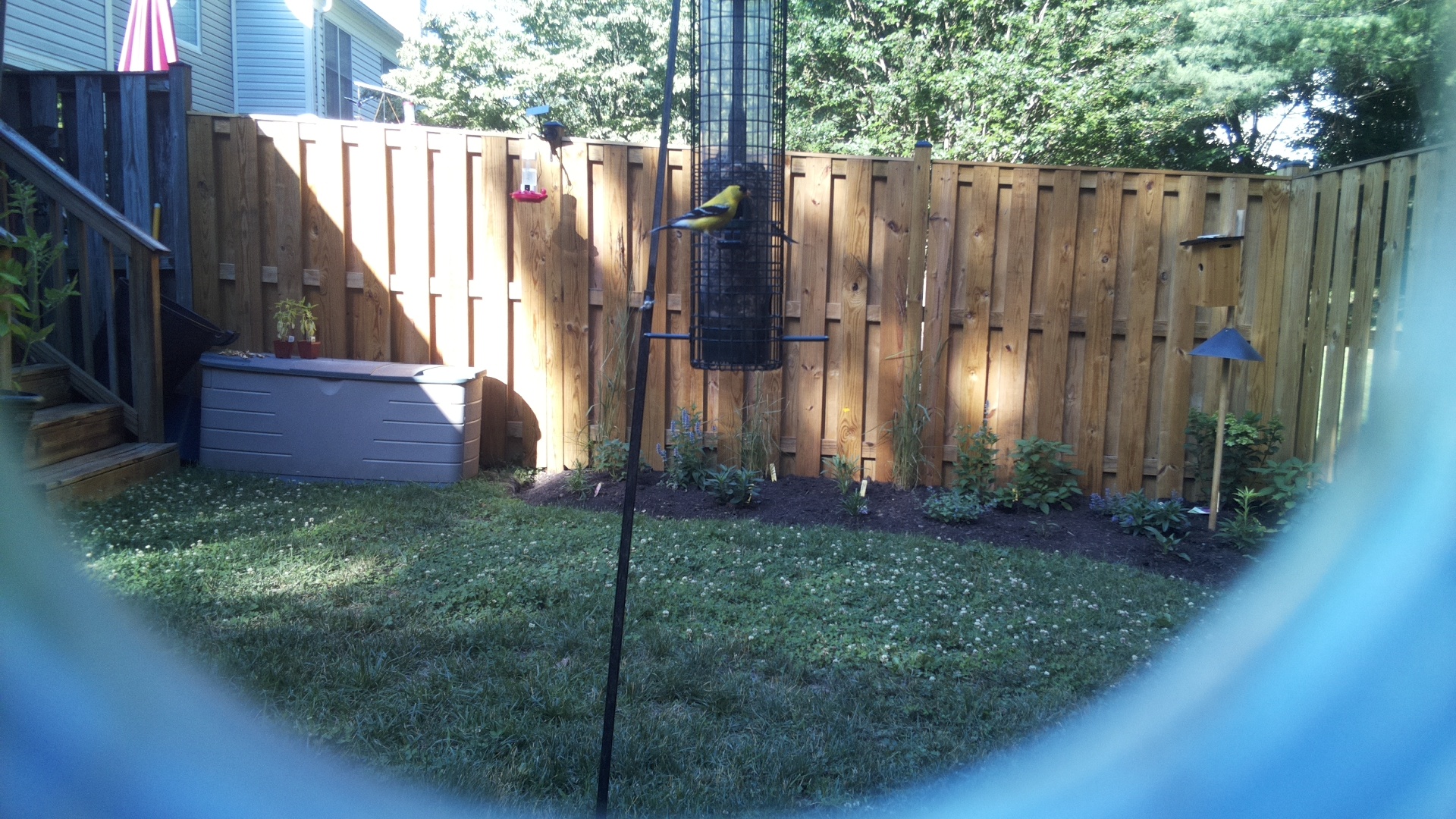 American Goldfinch