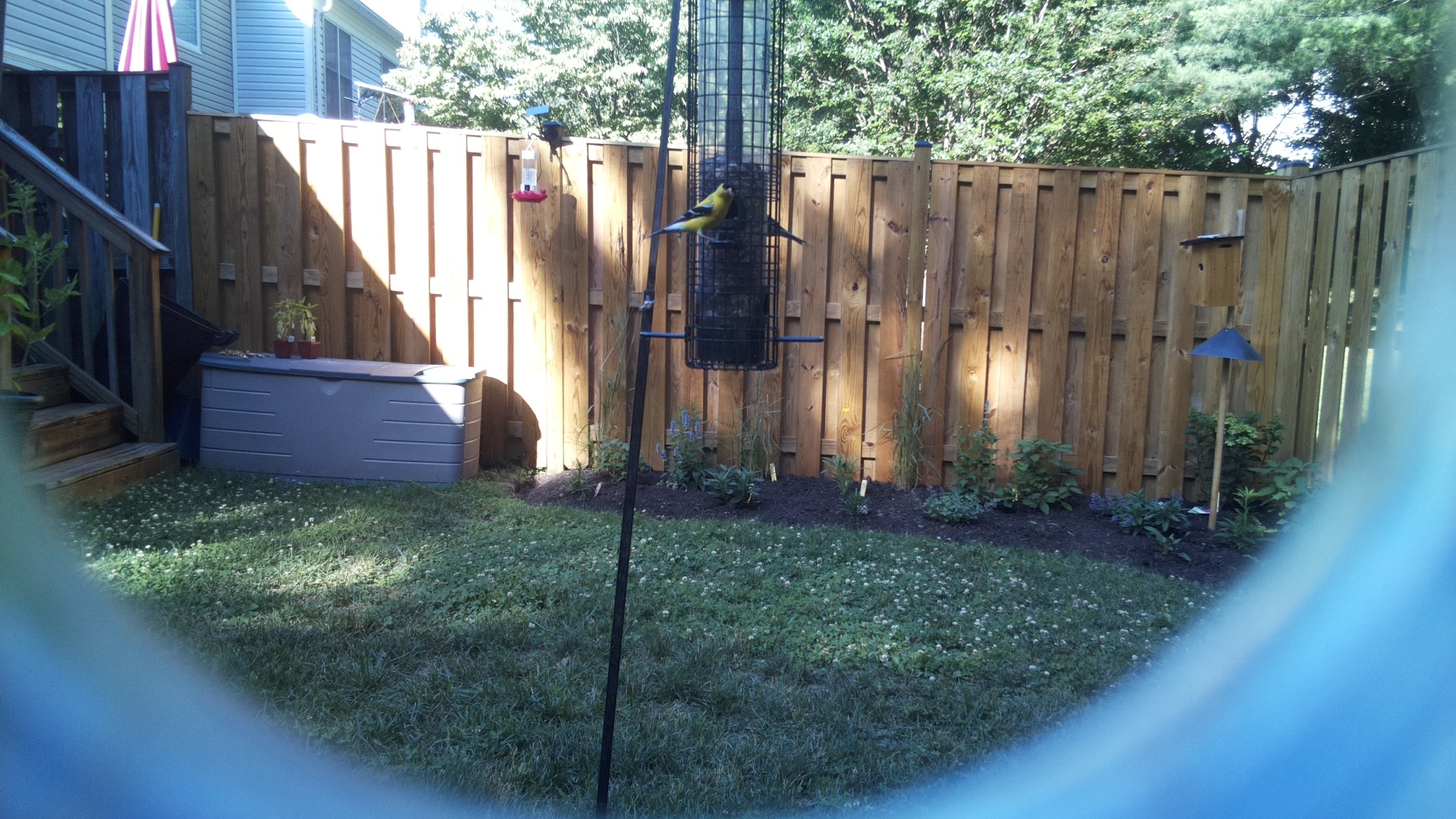 American Goldfinch