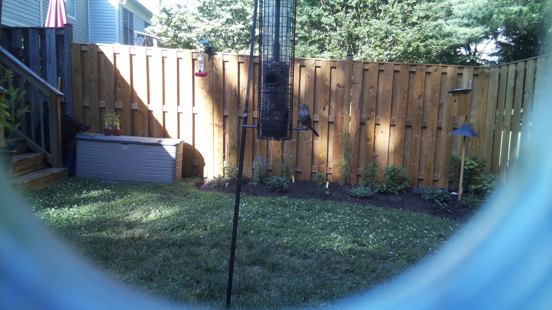 Brown-headed Cowbird