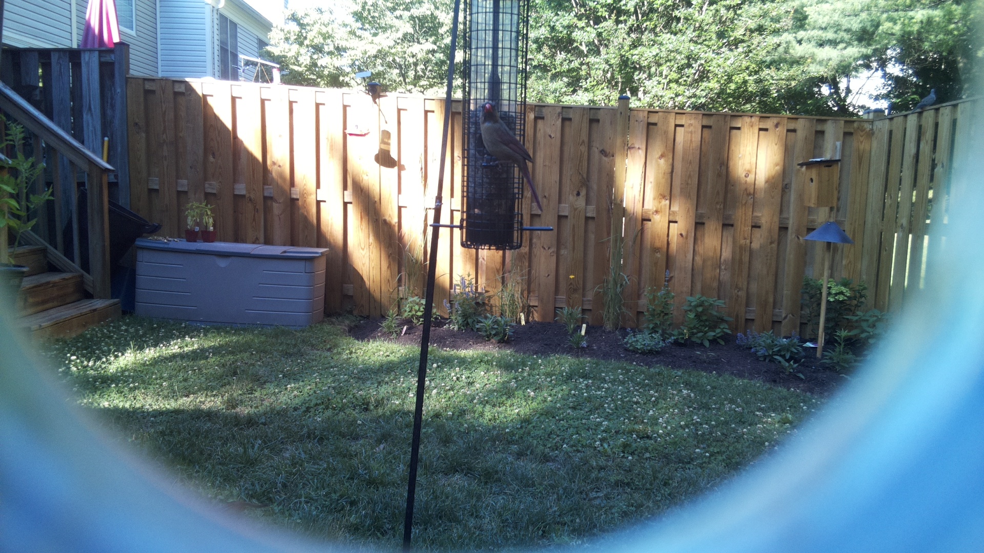 Northern Cardinal