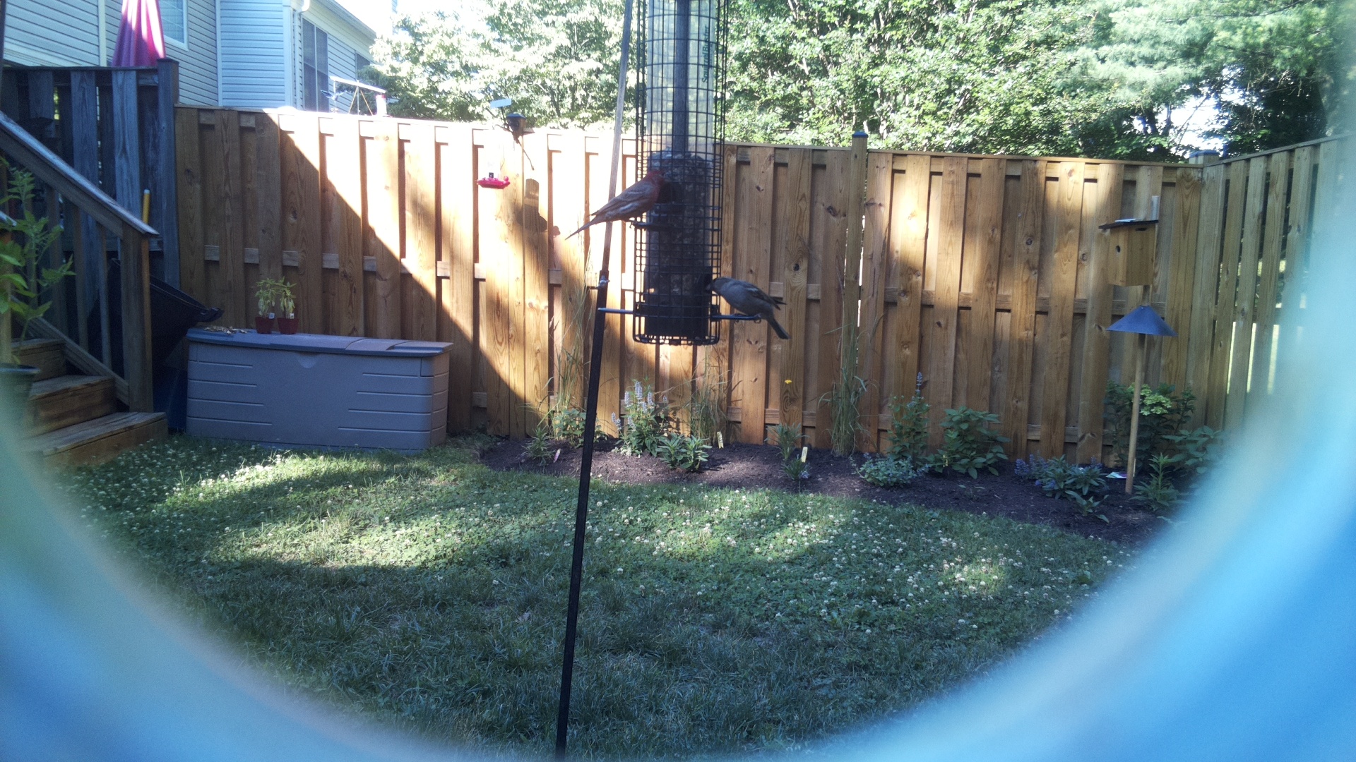 Likely Blackbird/Grackle