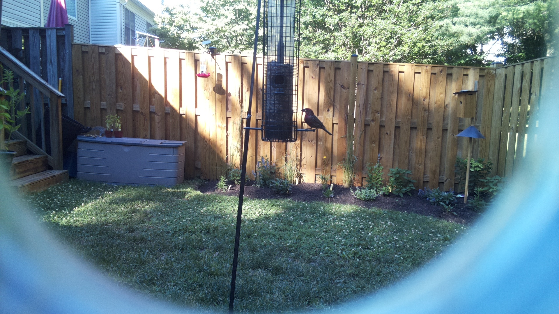 Purple Finch