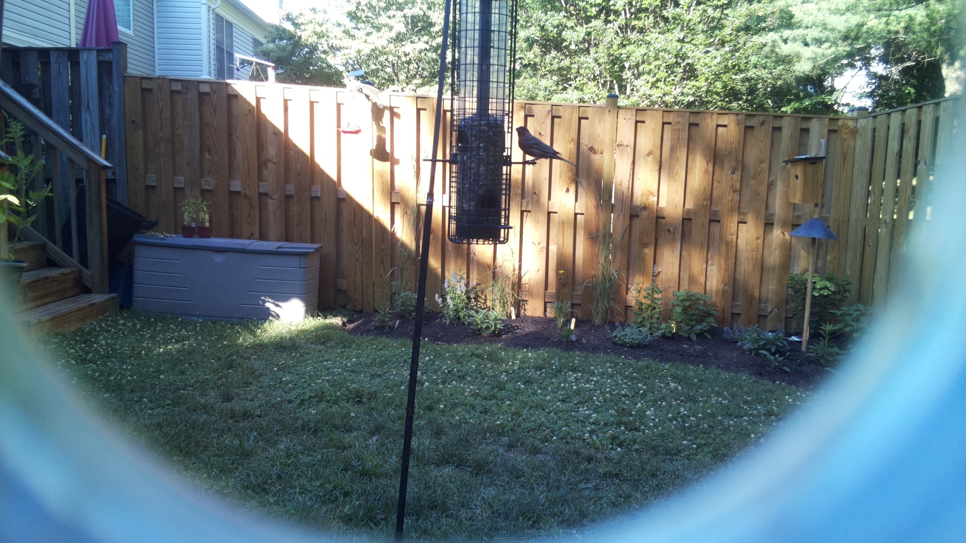 Likely Finch