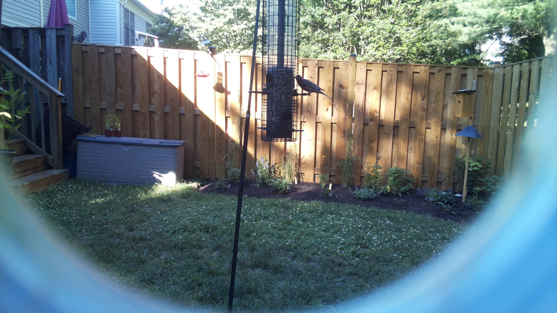 Unknown Bird