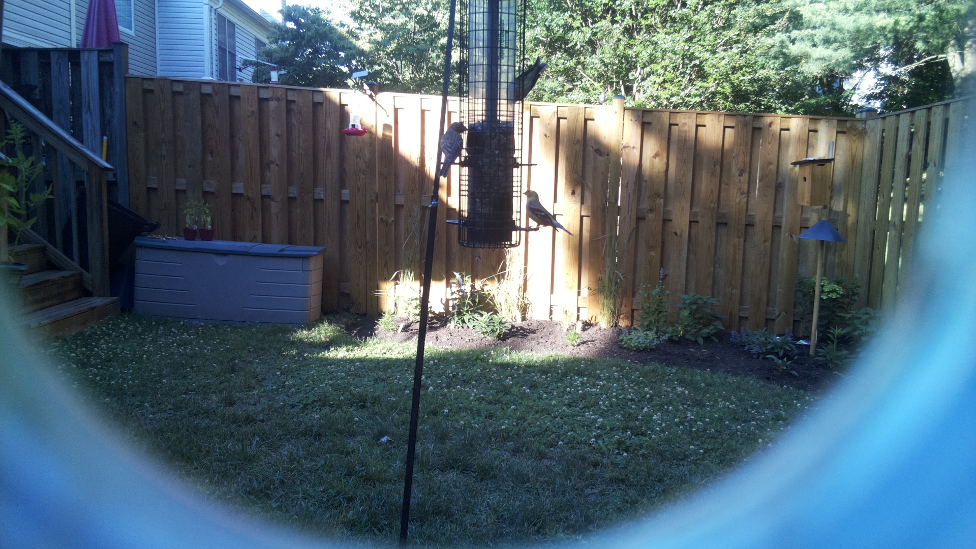 Unknown Bird
