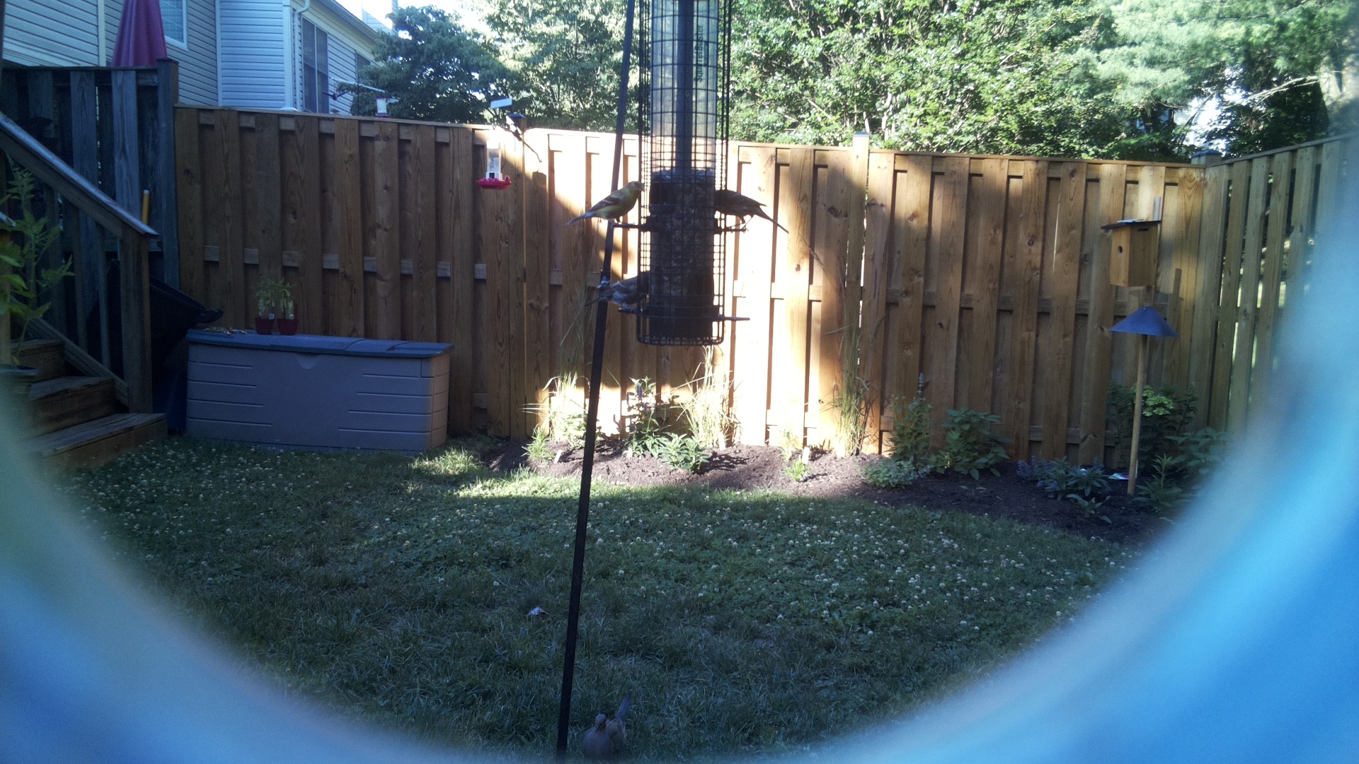 Brown-headed Cowbird