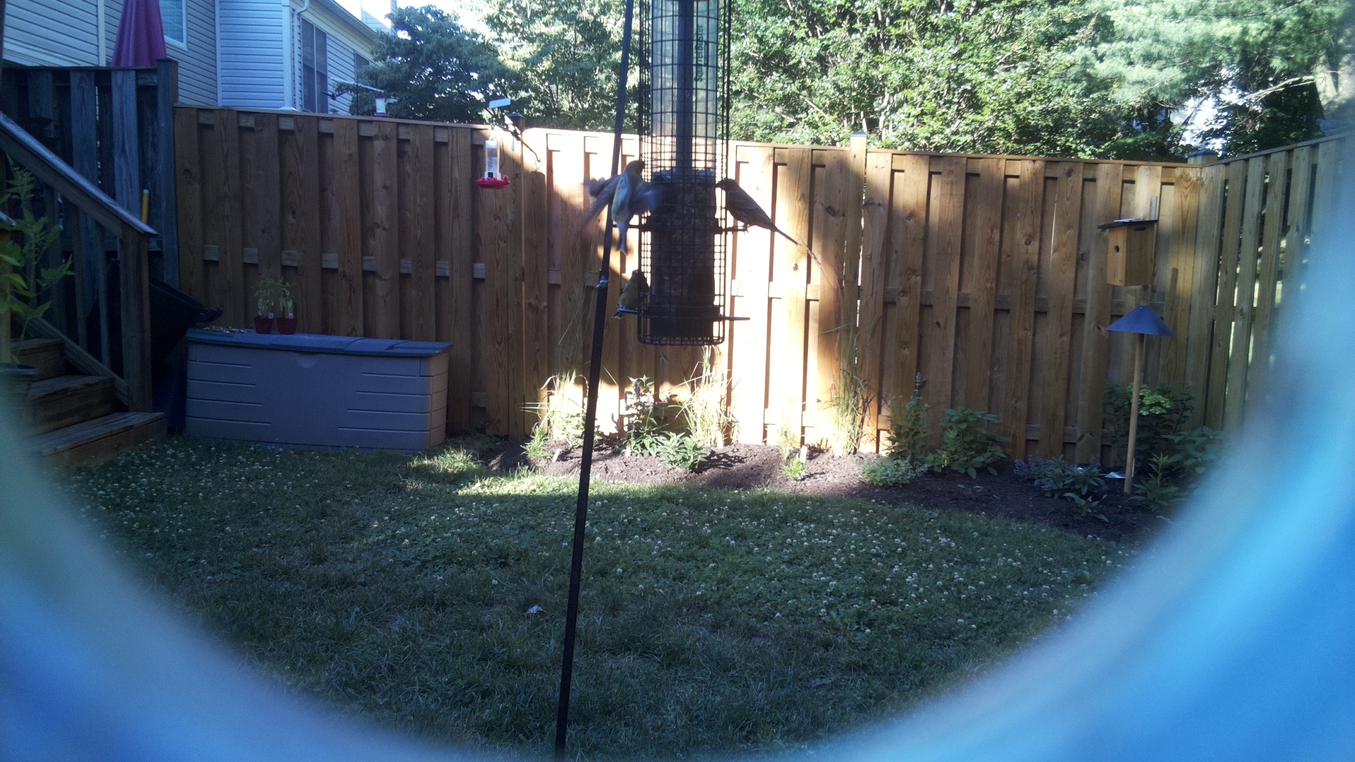 Likely Blackbird/Grackle