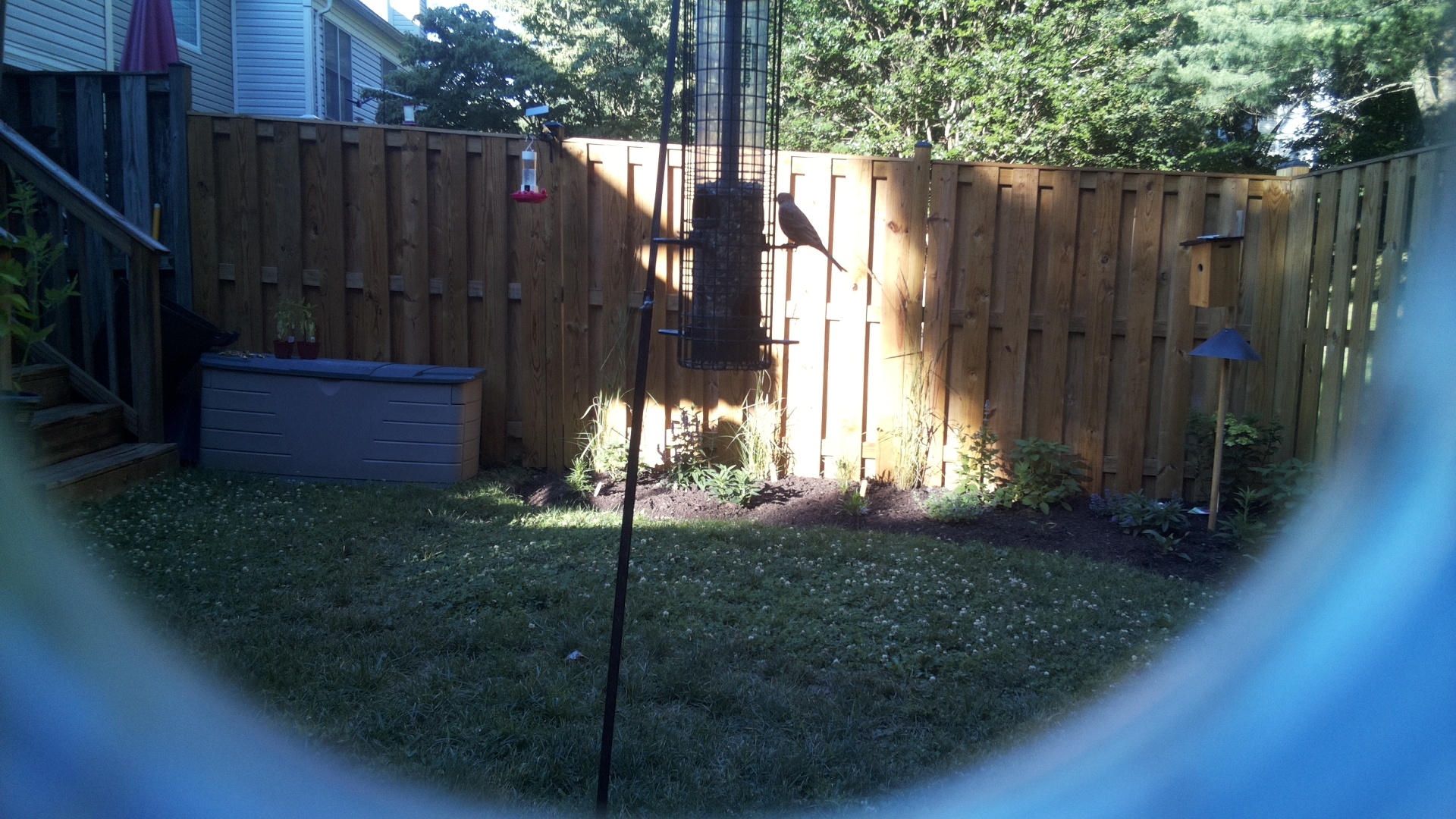 Likely Blackbird/Grackle