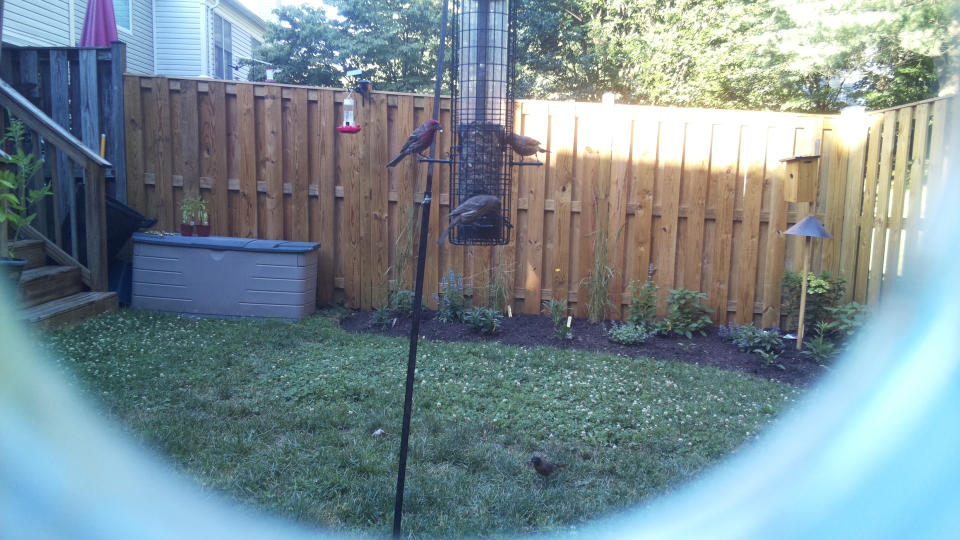 Purple Finch