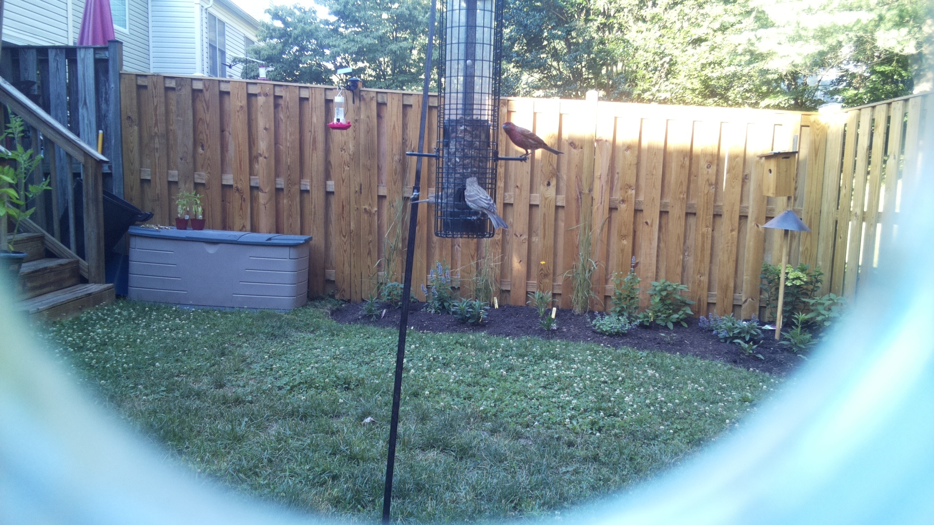 Purple Finch