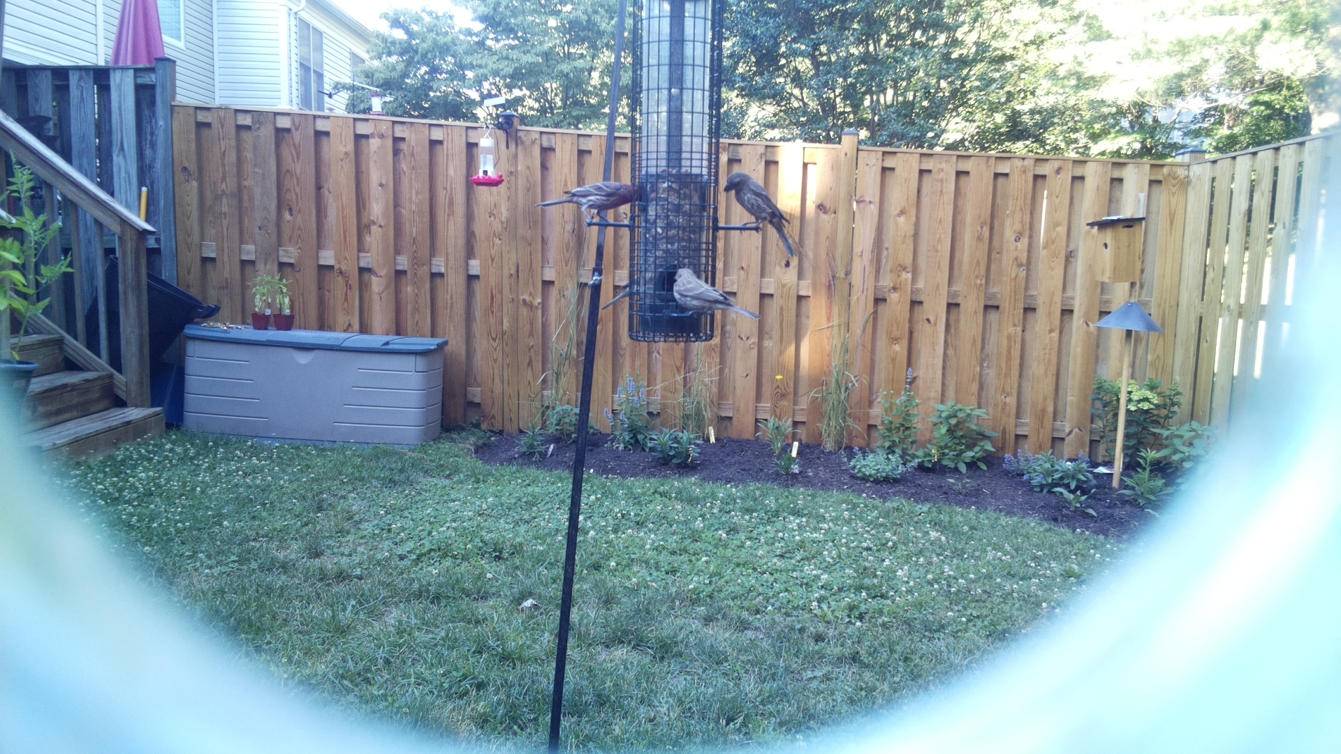 Likely Finch