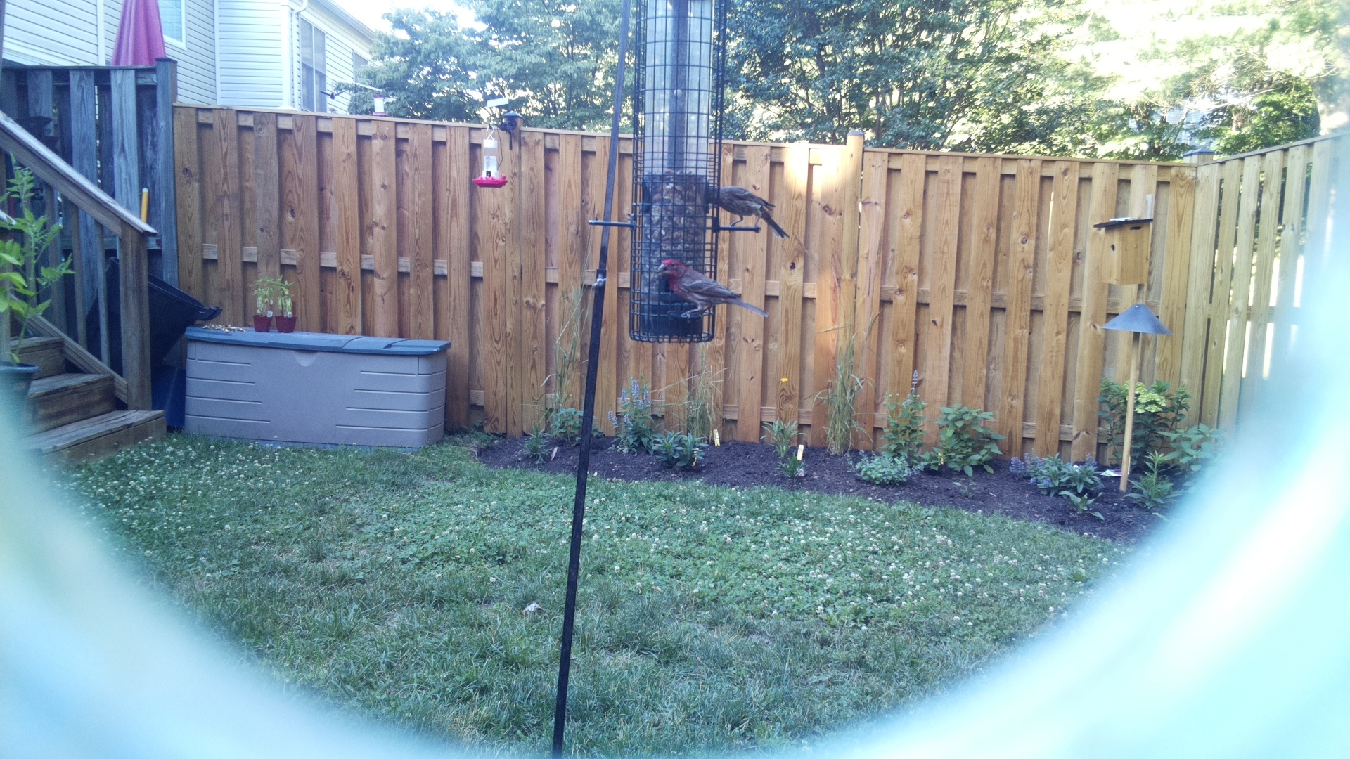 Purple Finch