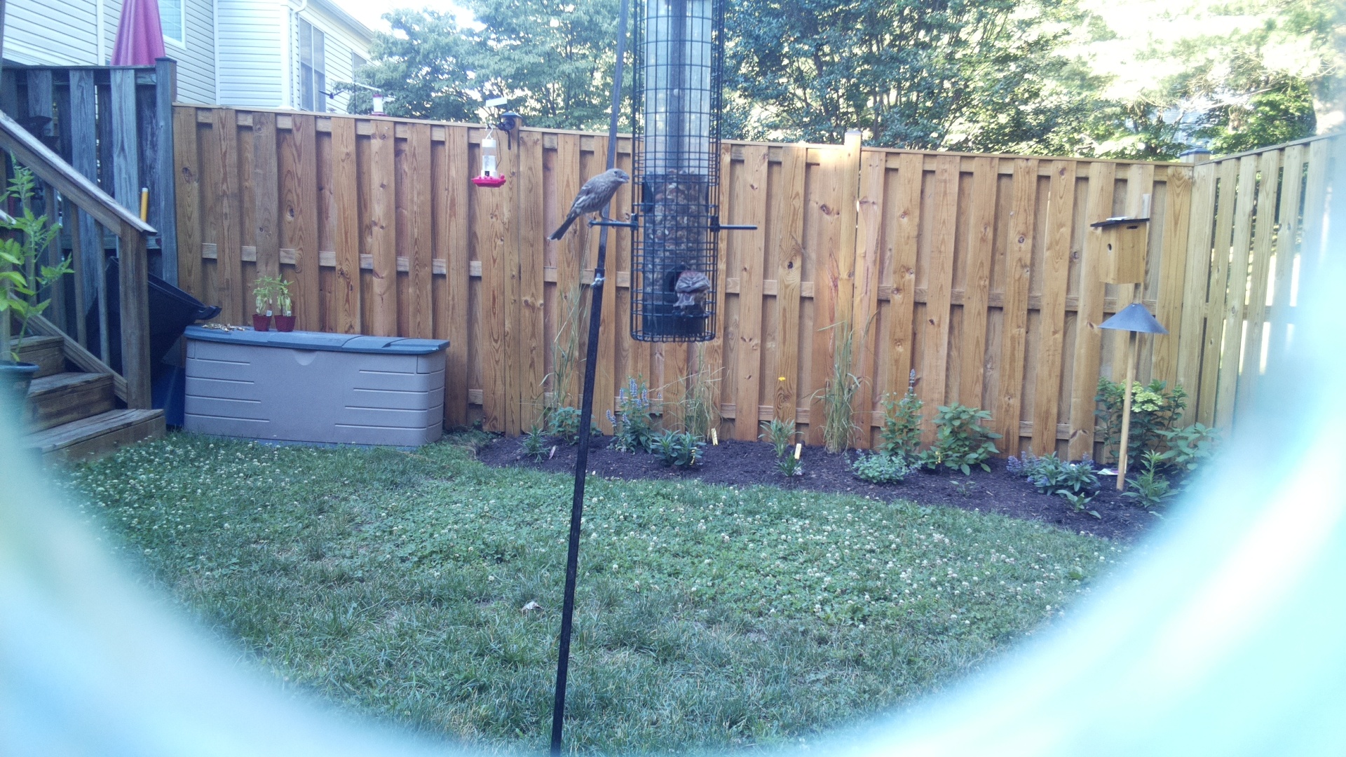 Likely Finch