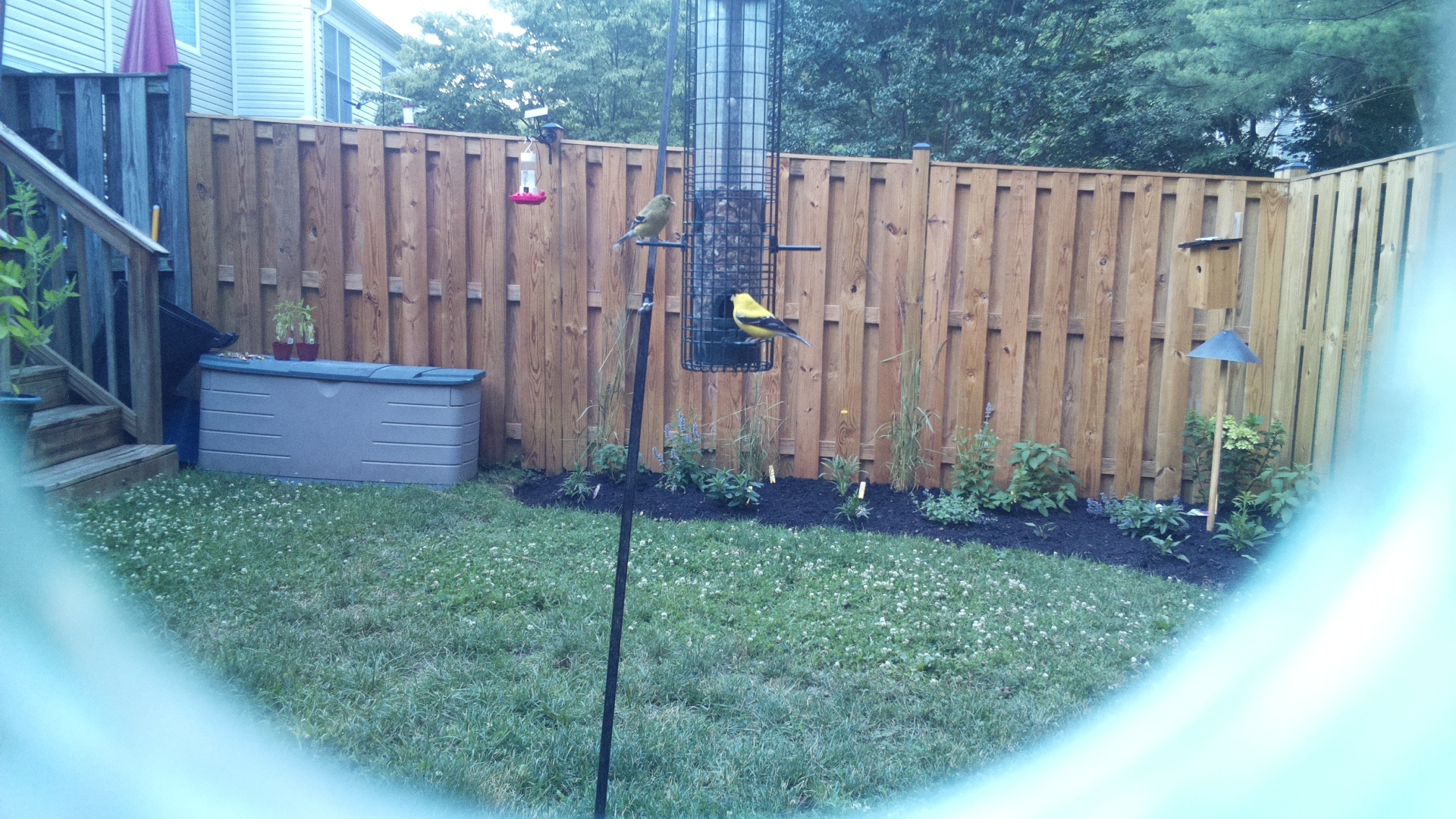American Goldfinch