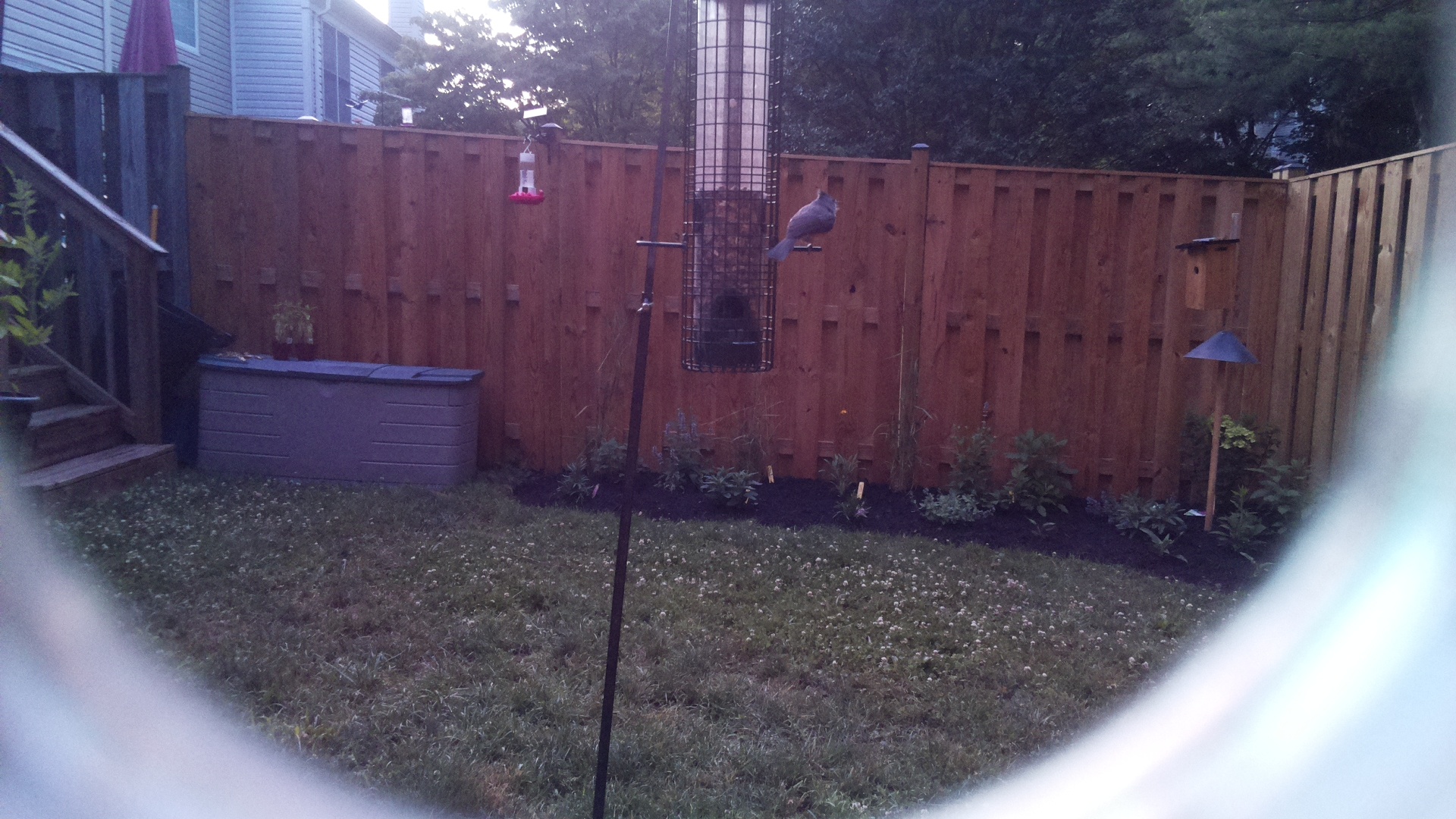 Likely Chickadee/Titmouse