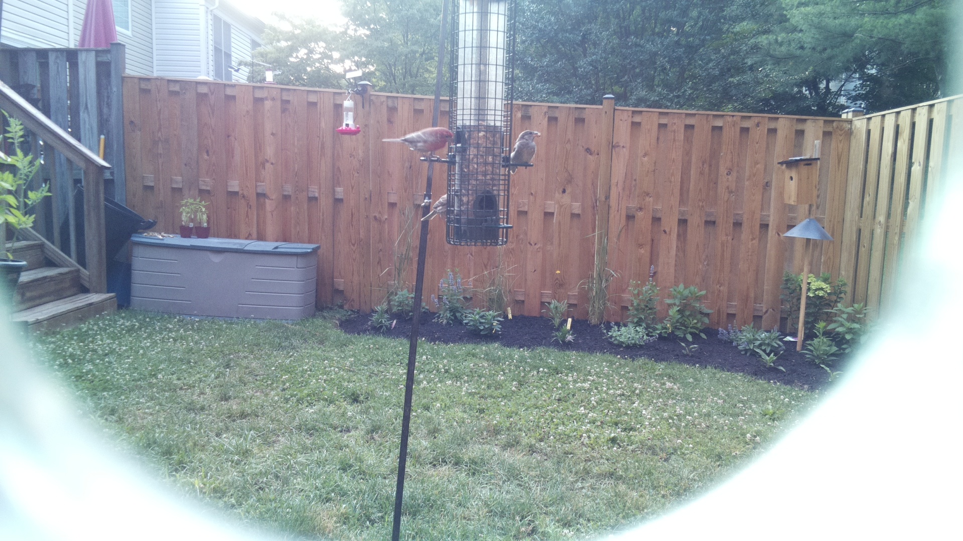 Purple Finch
