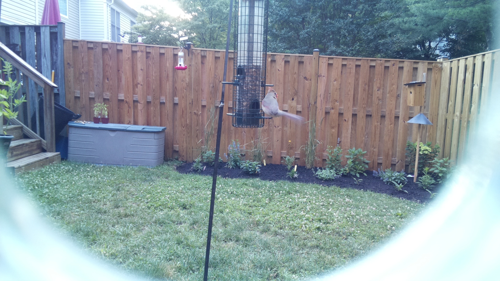 Likely Finch