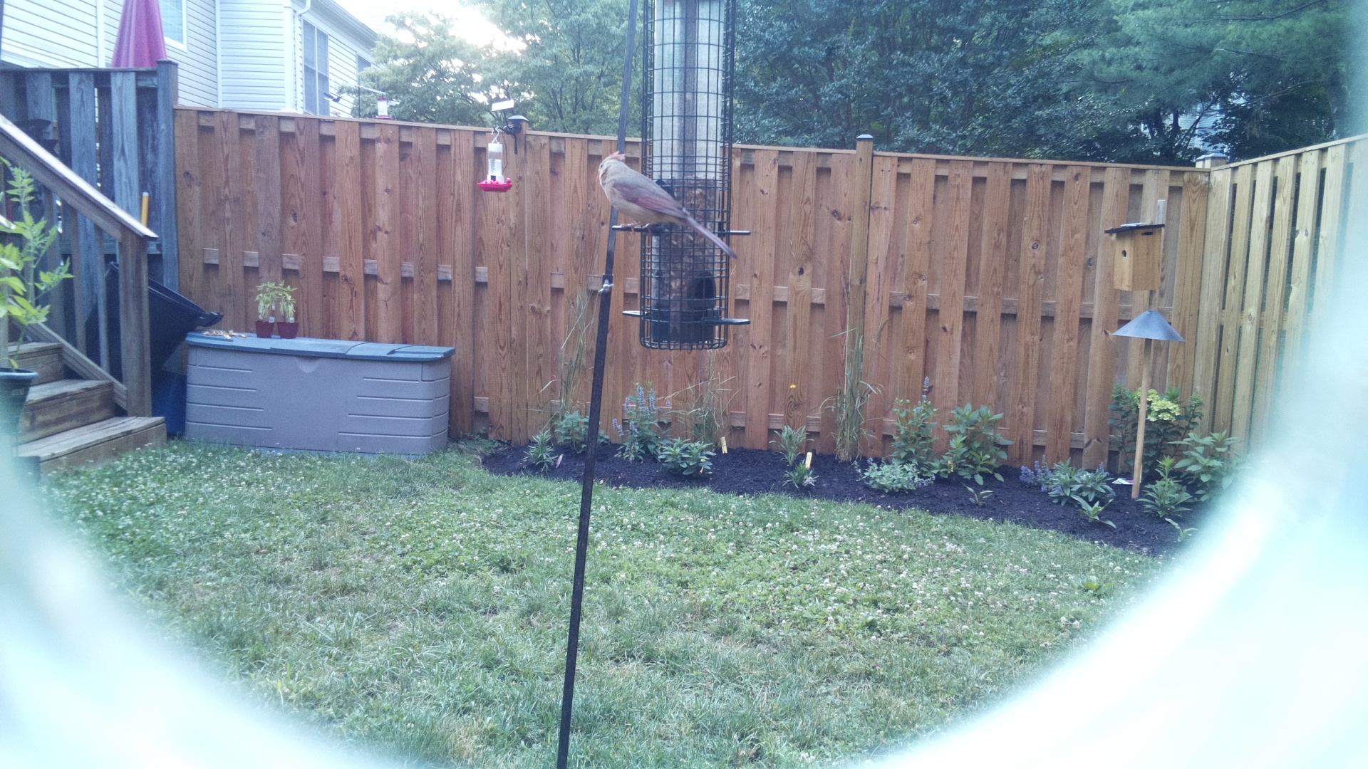 Likely Finch