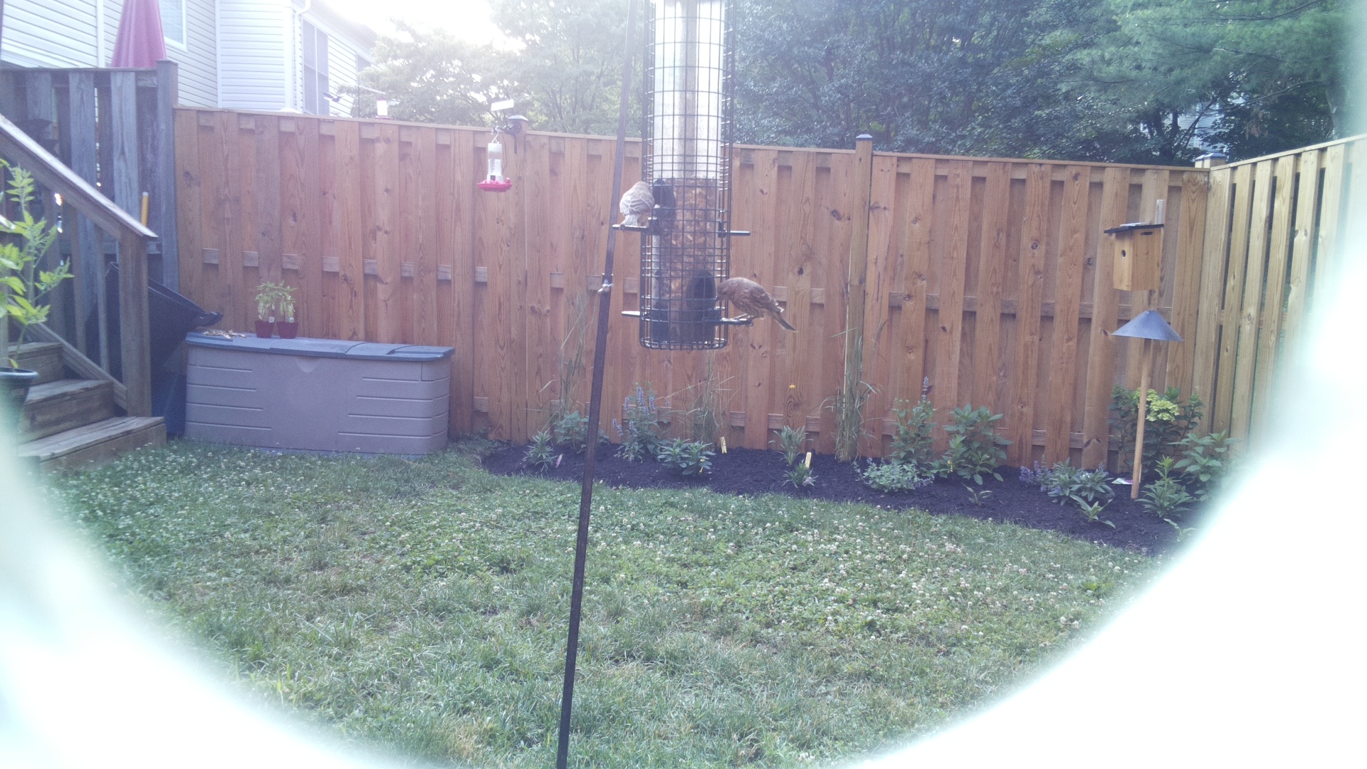 Purple Finch