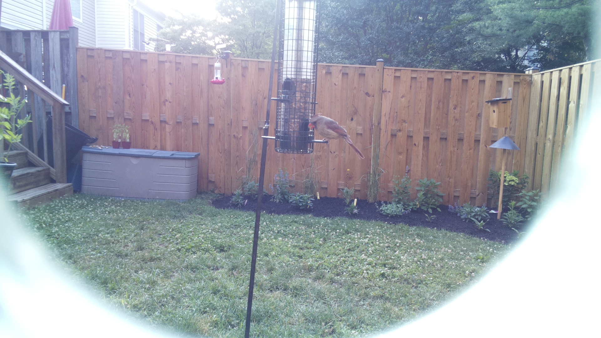 Northern Cardinal