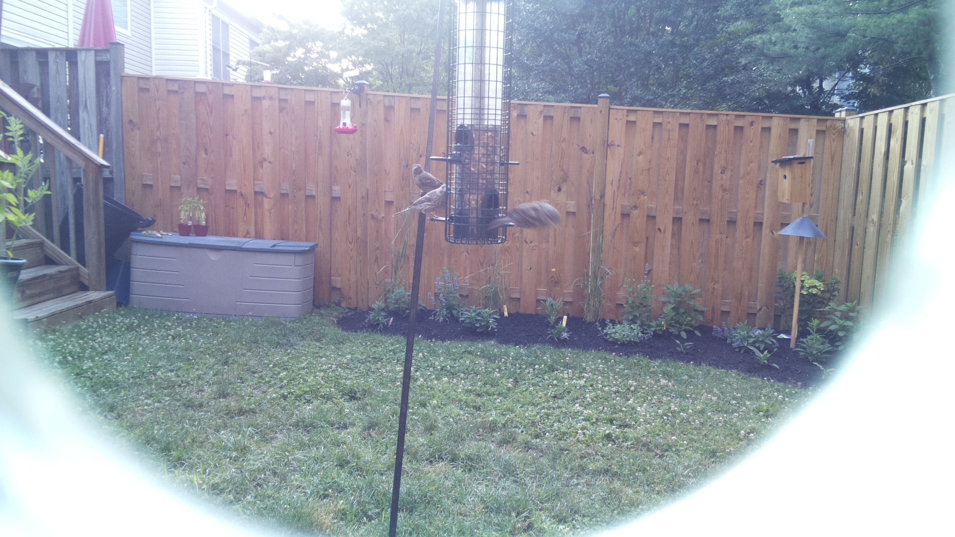 Likely Finch
