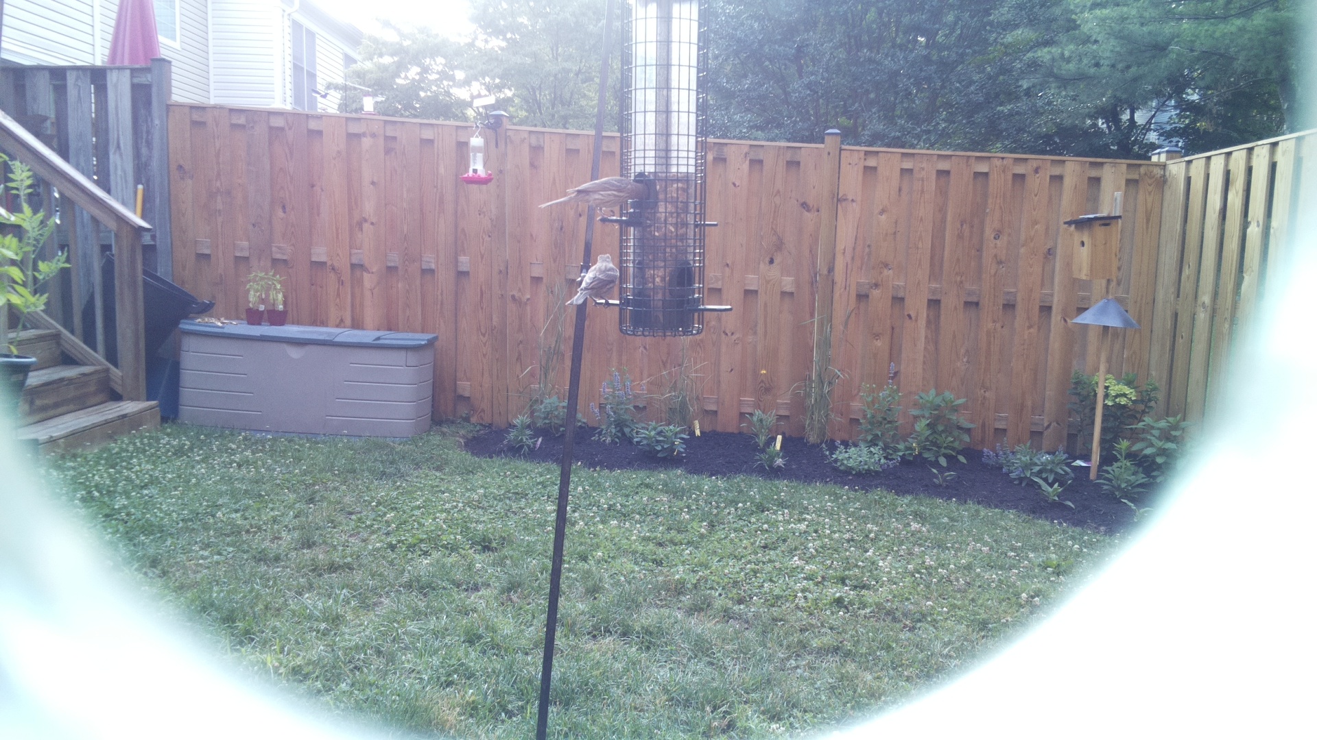 Unknown Bird