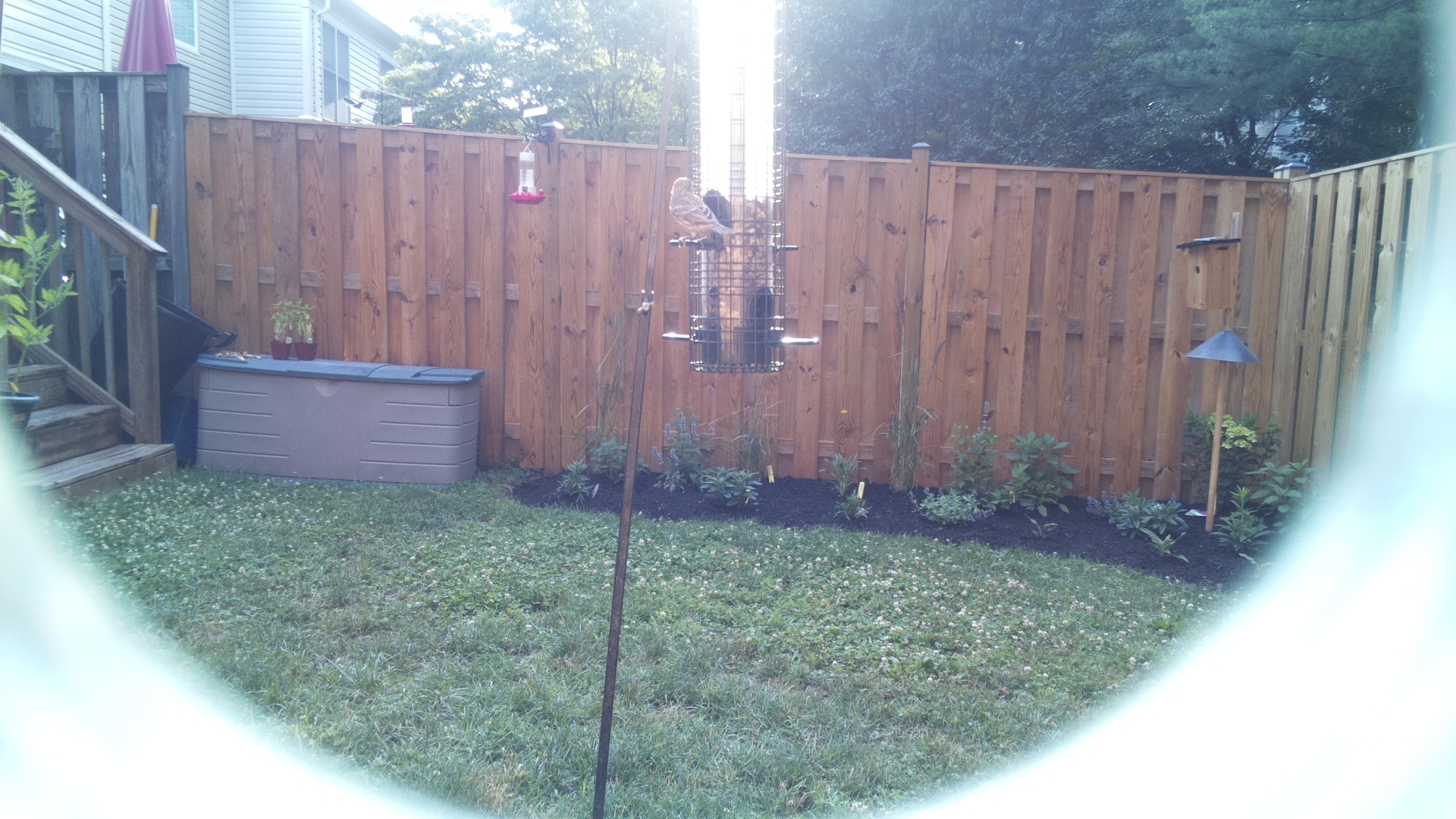 Likely Sparrow