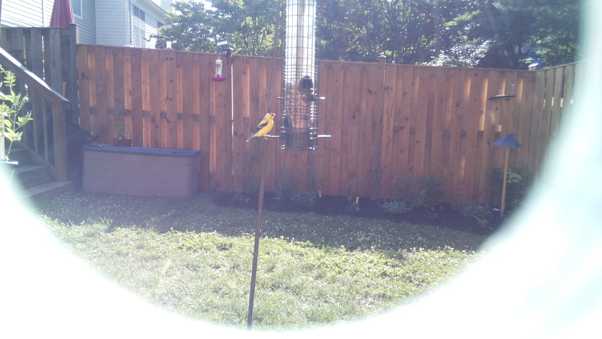 American Goldfinch