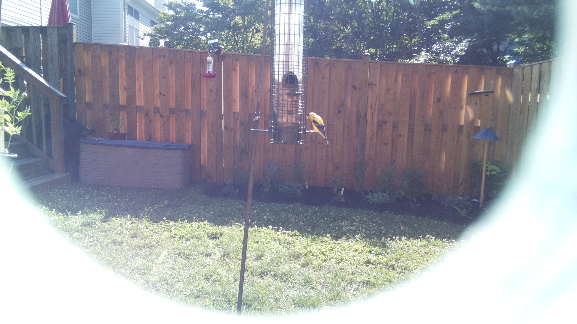 American Goldfinch