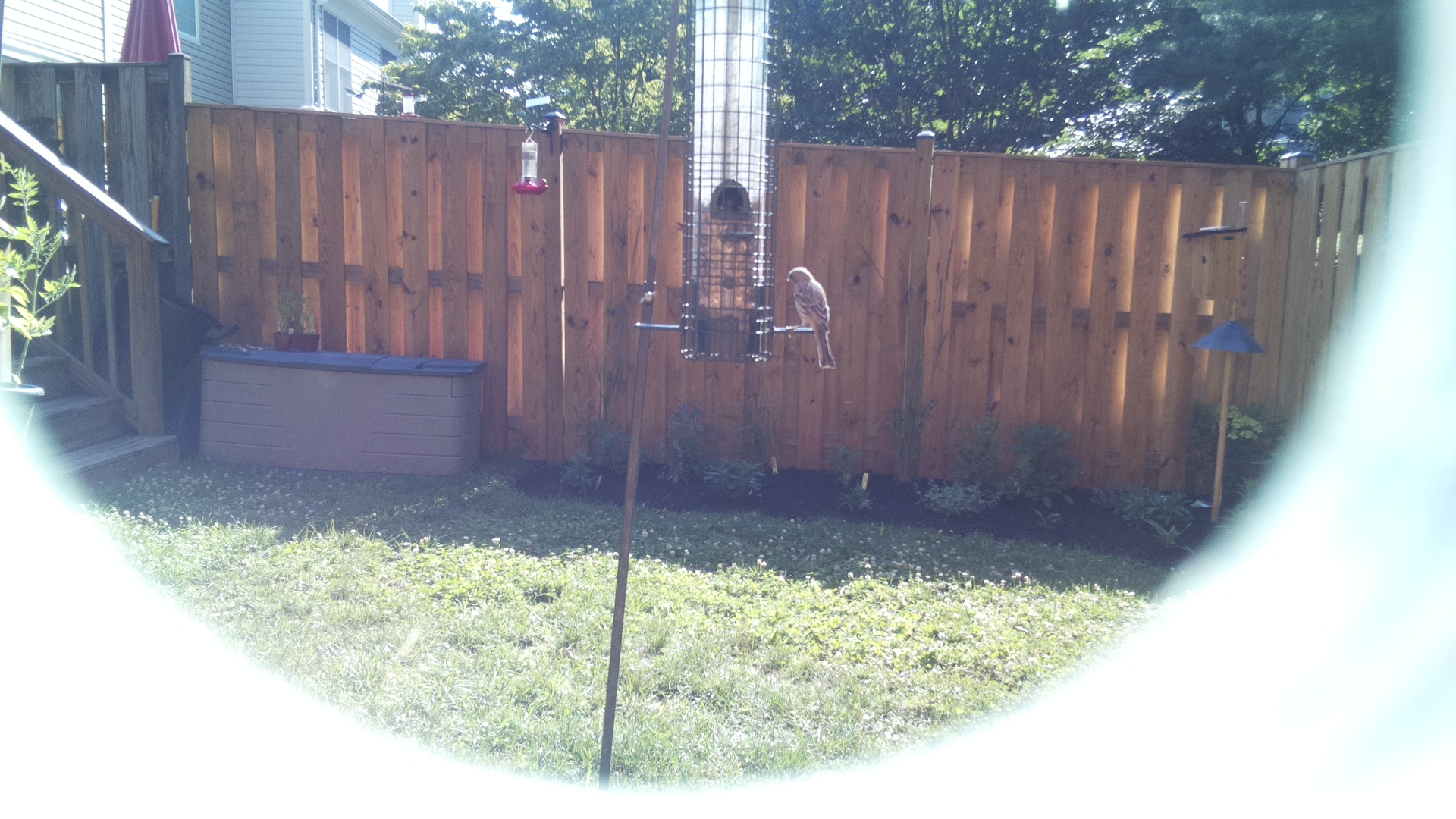 Likely Finch