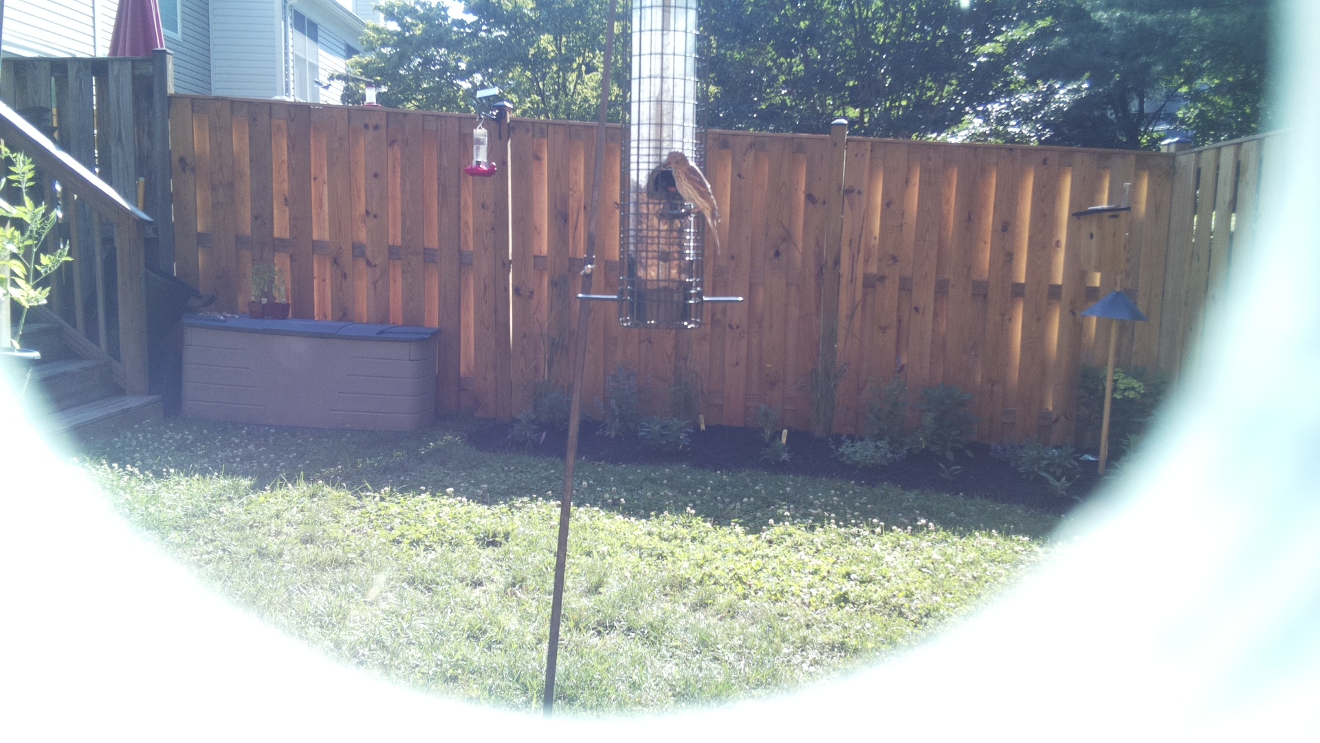 House Finch