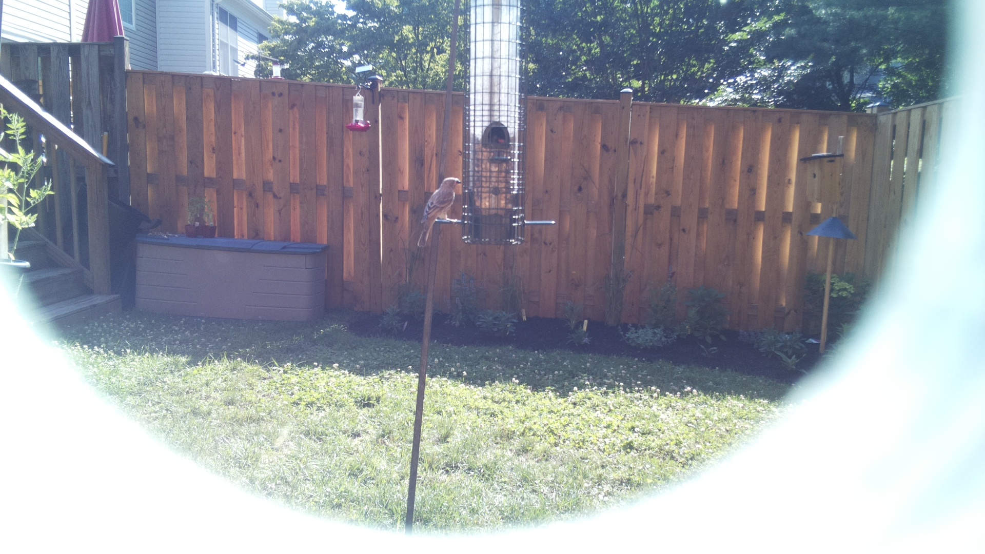 Likely Finch