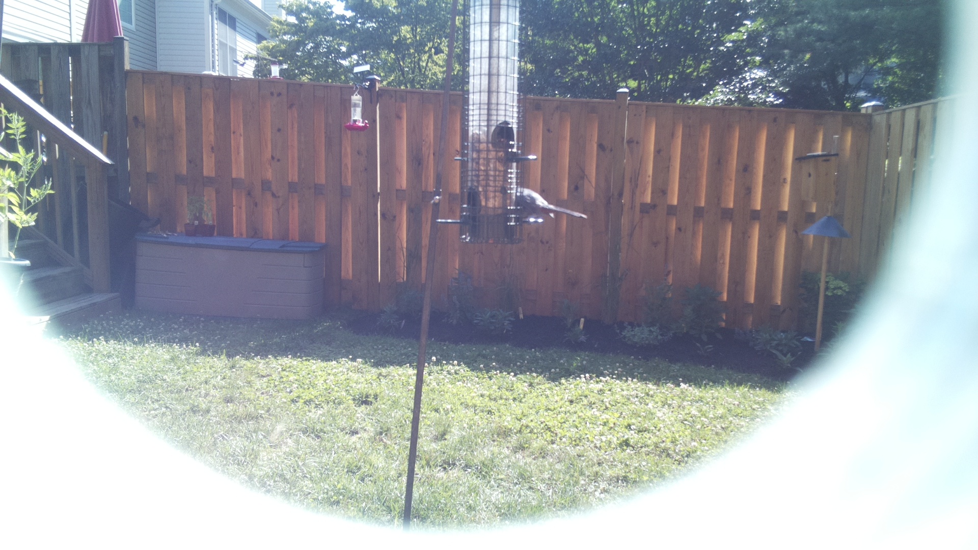 Unknown Bird