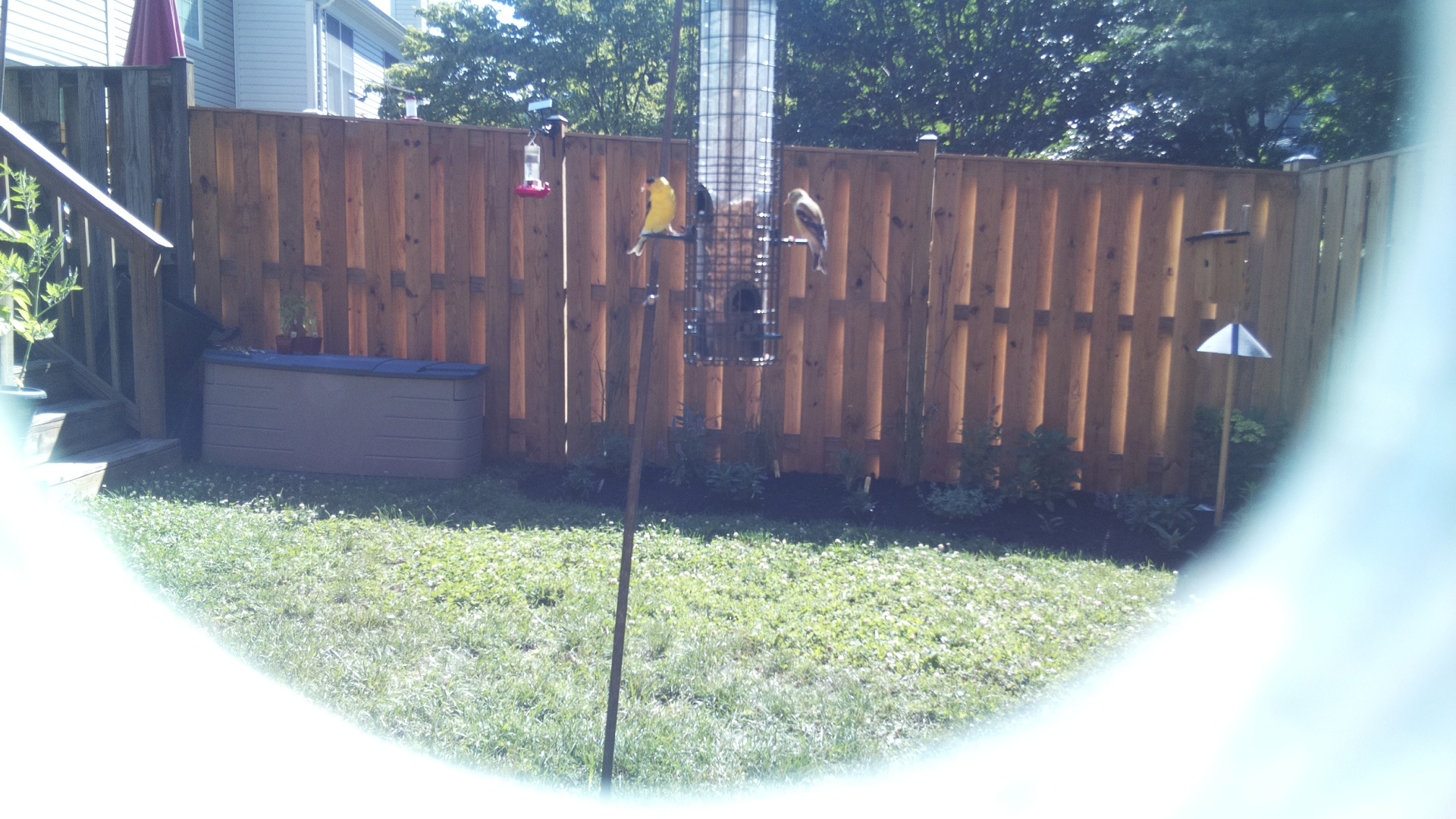 Unknown Bird