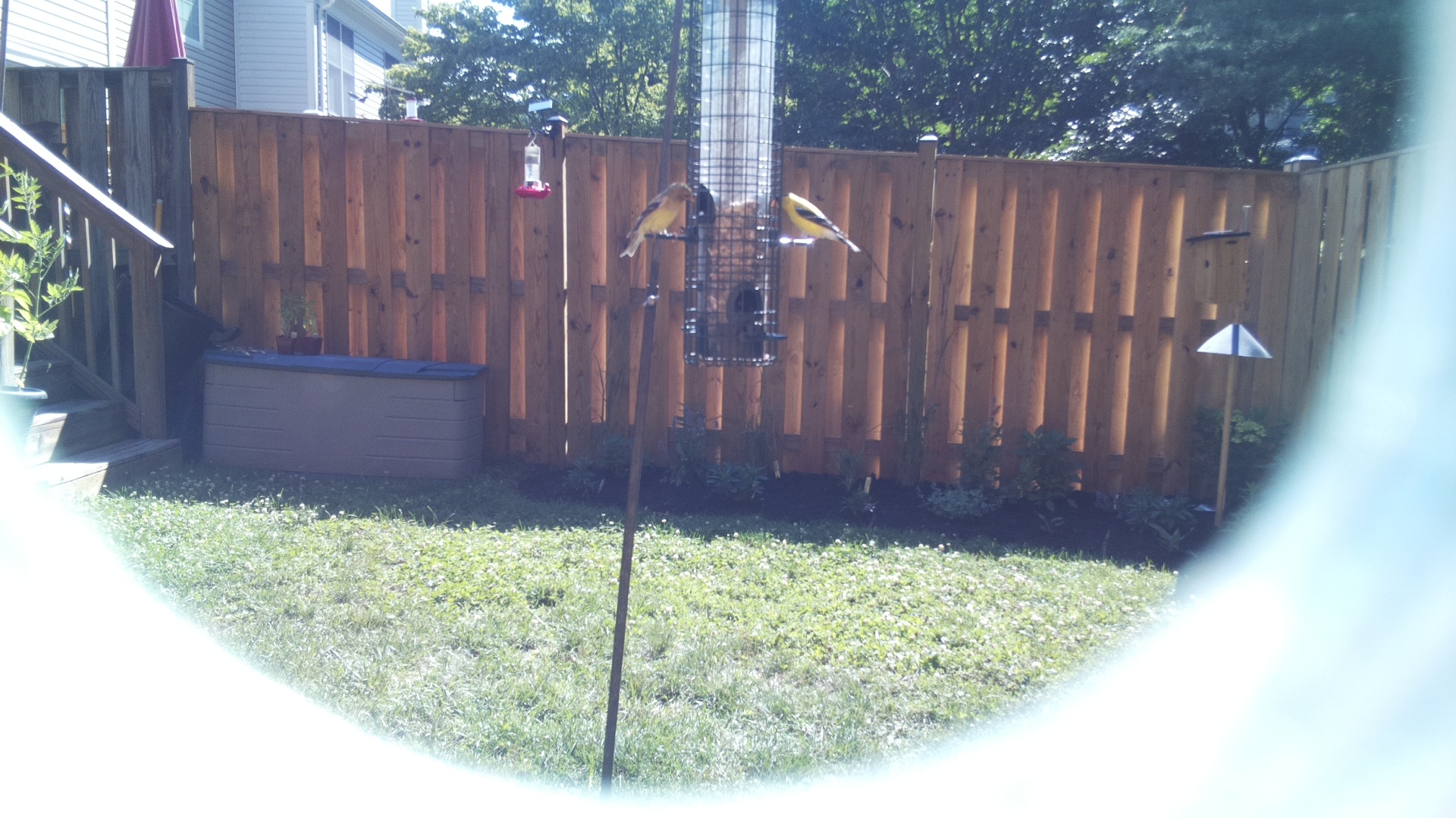 American Goldfinch