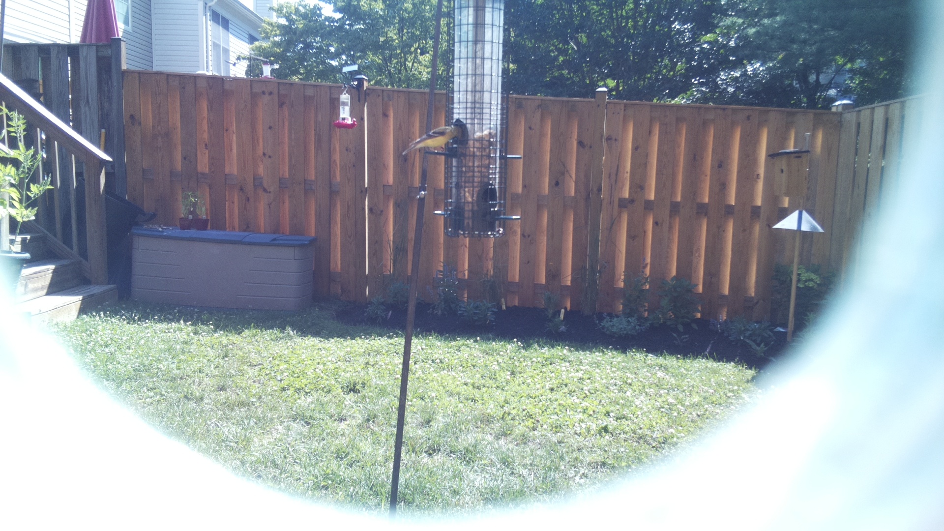 Likely Finch