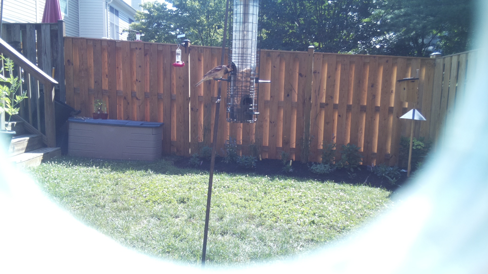 Unknown Bird